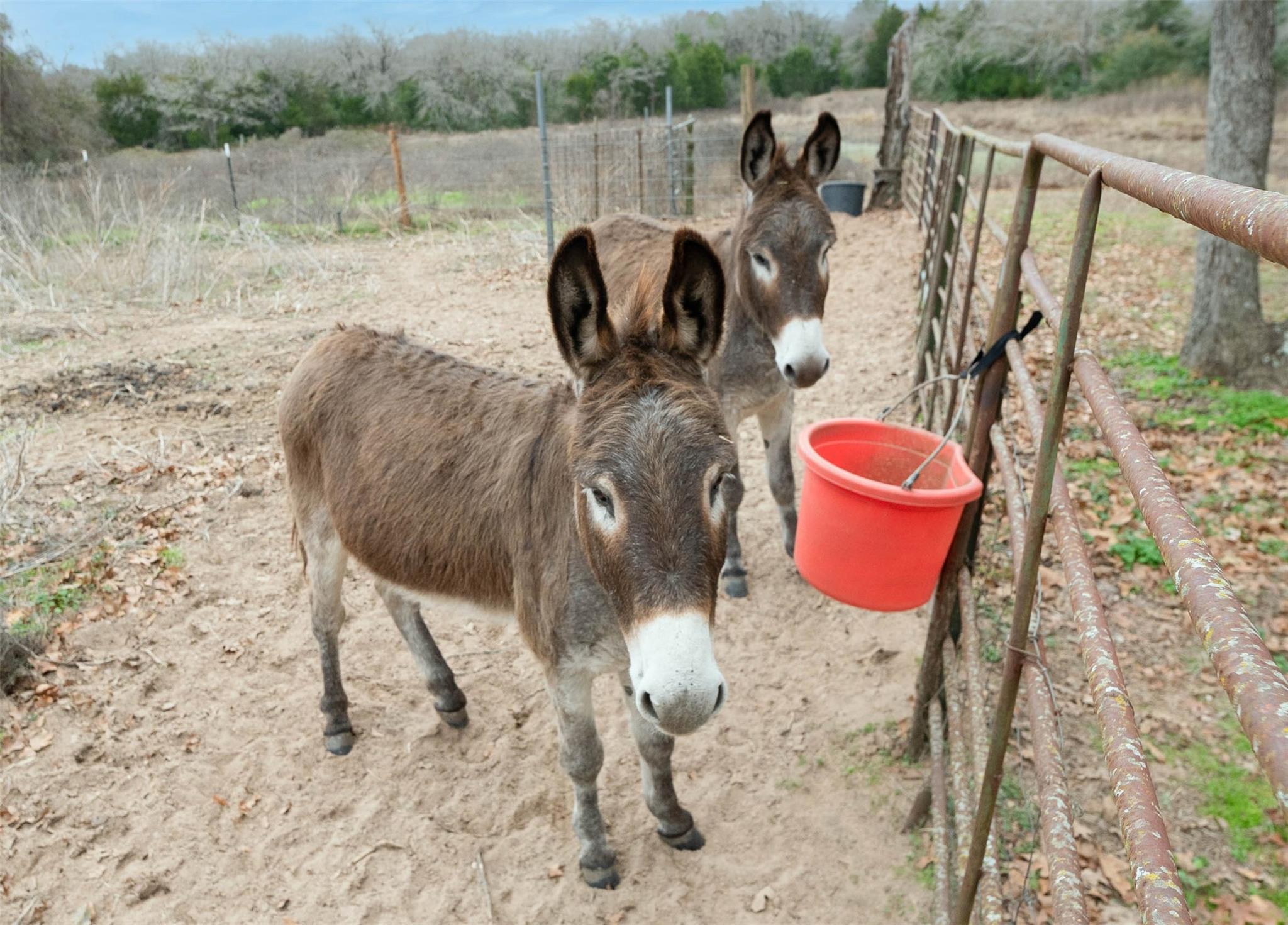 920 Old Potato Rd, Paige, TX 78659