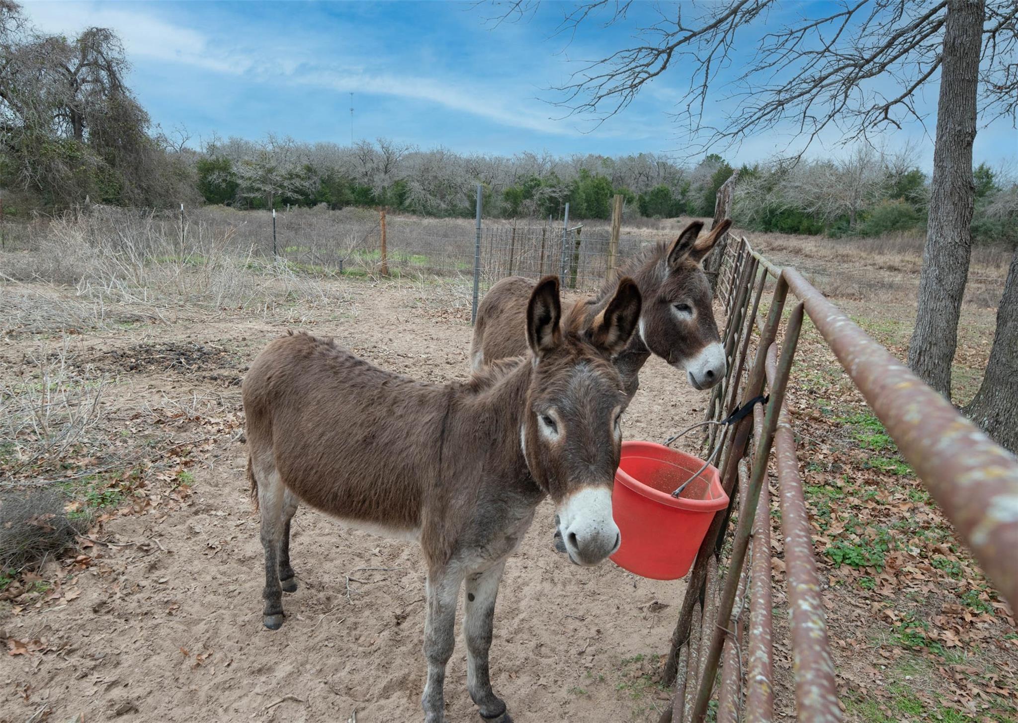 920 Old Potato Rd, Paige, TX 78659