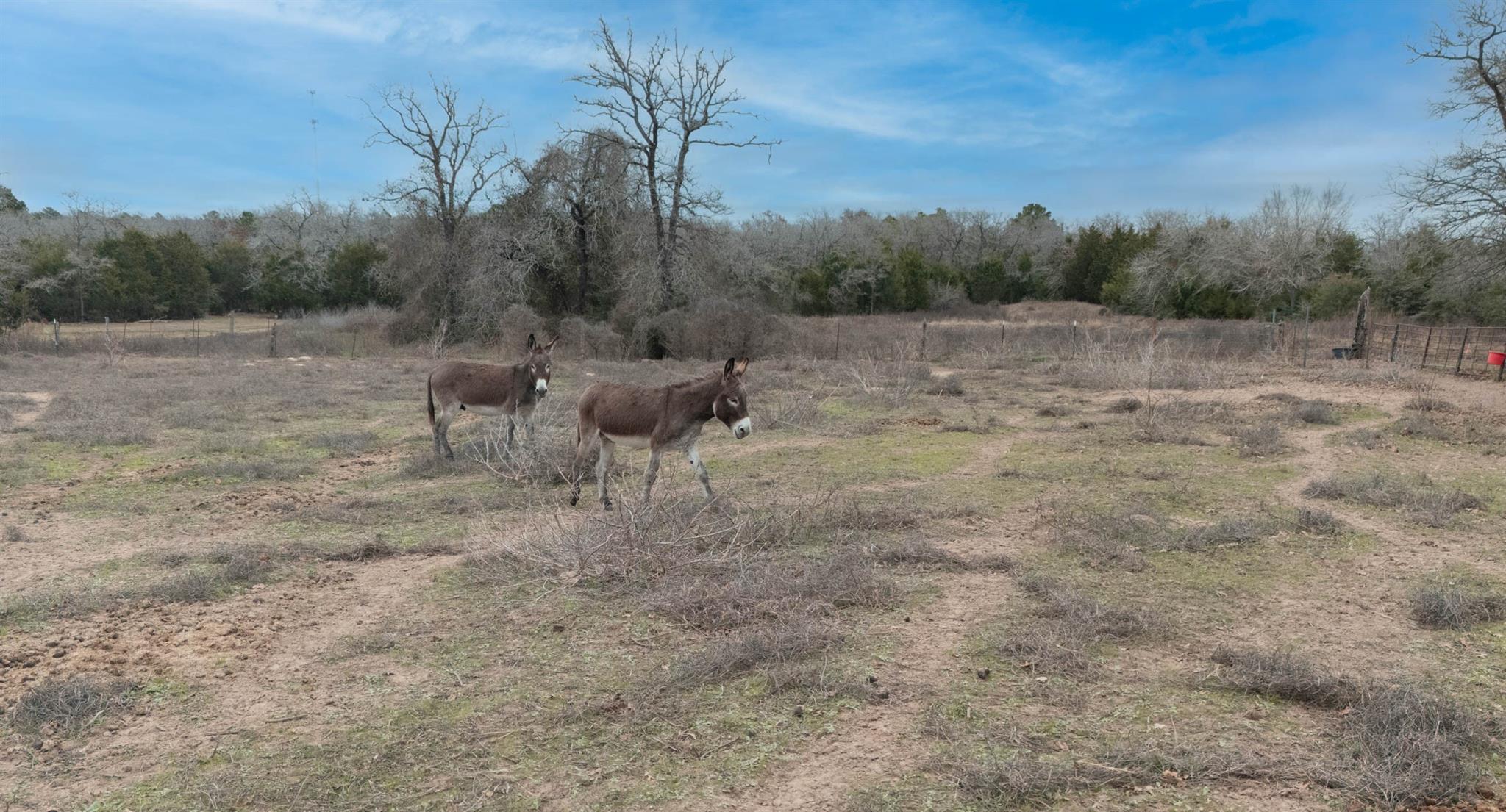 920 Old Potato Rd, Paige, TX 78659