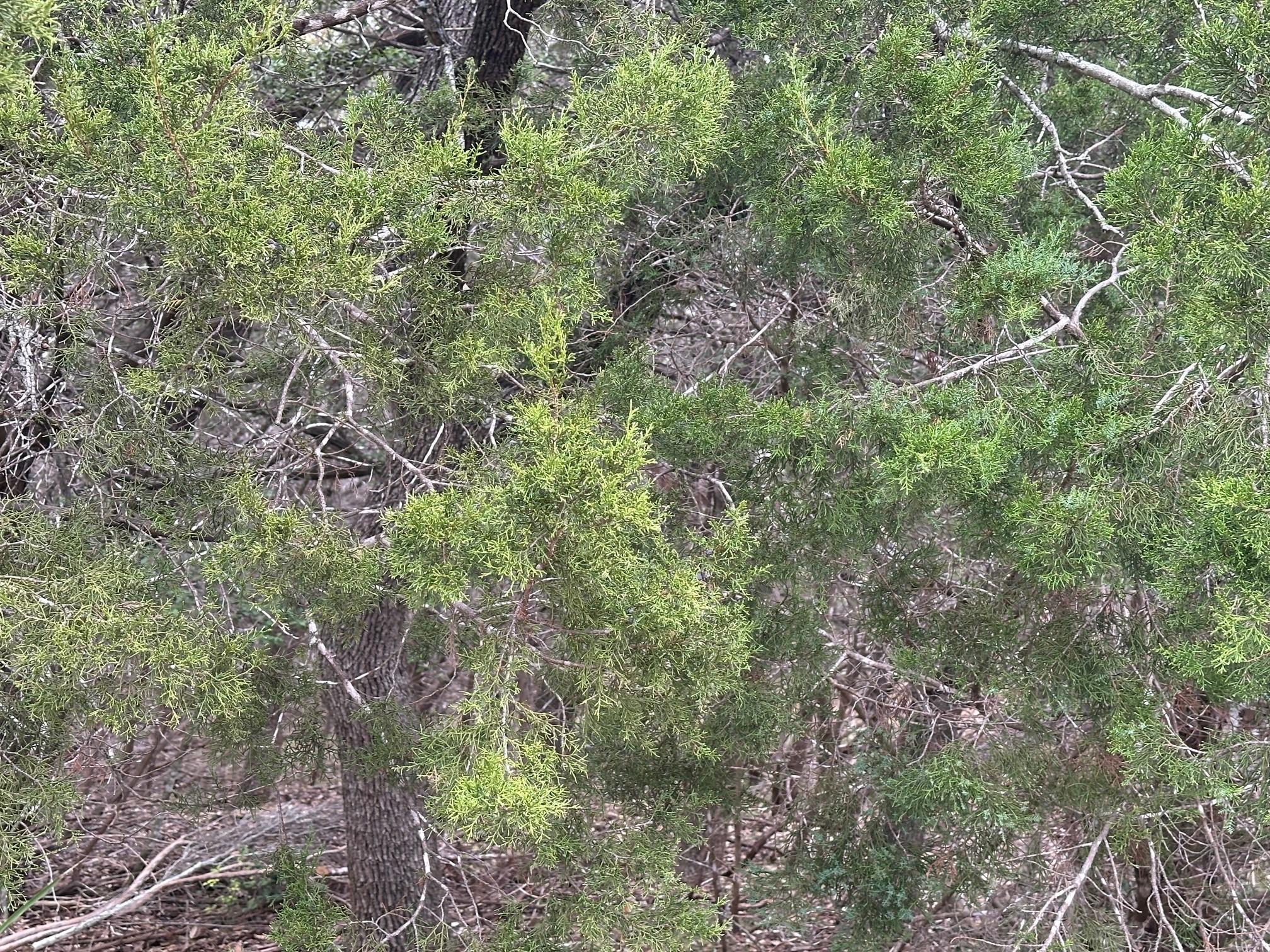 TBD S Sunset Cyn, Dripping Springs, TX 78620