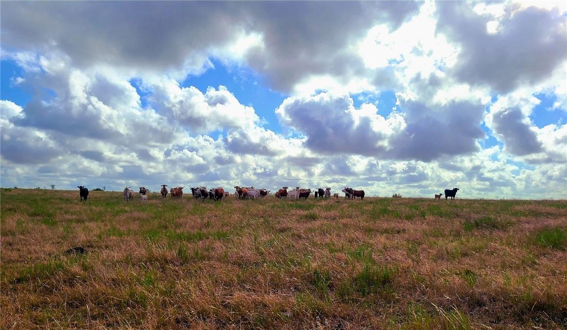 TBD 46 Acres West County Rd 446, Waelder, TX 78959