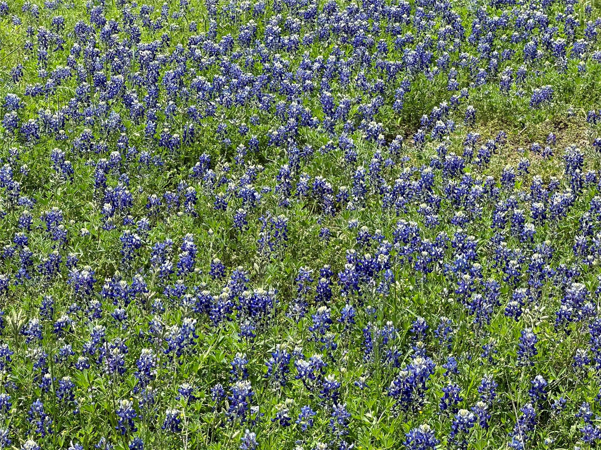 132 Quiet Oak Cv, Liberty Hill, TX 78642