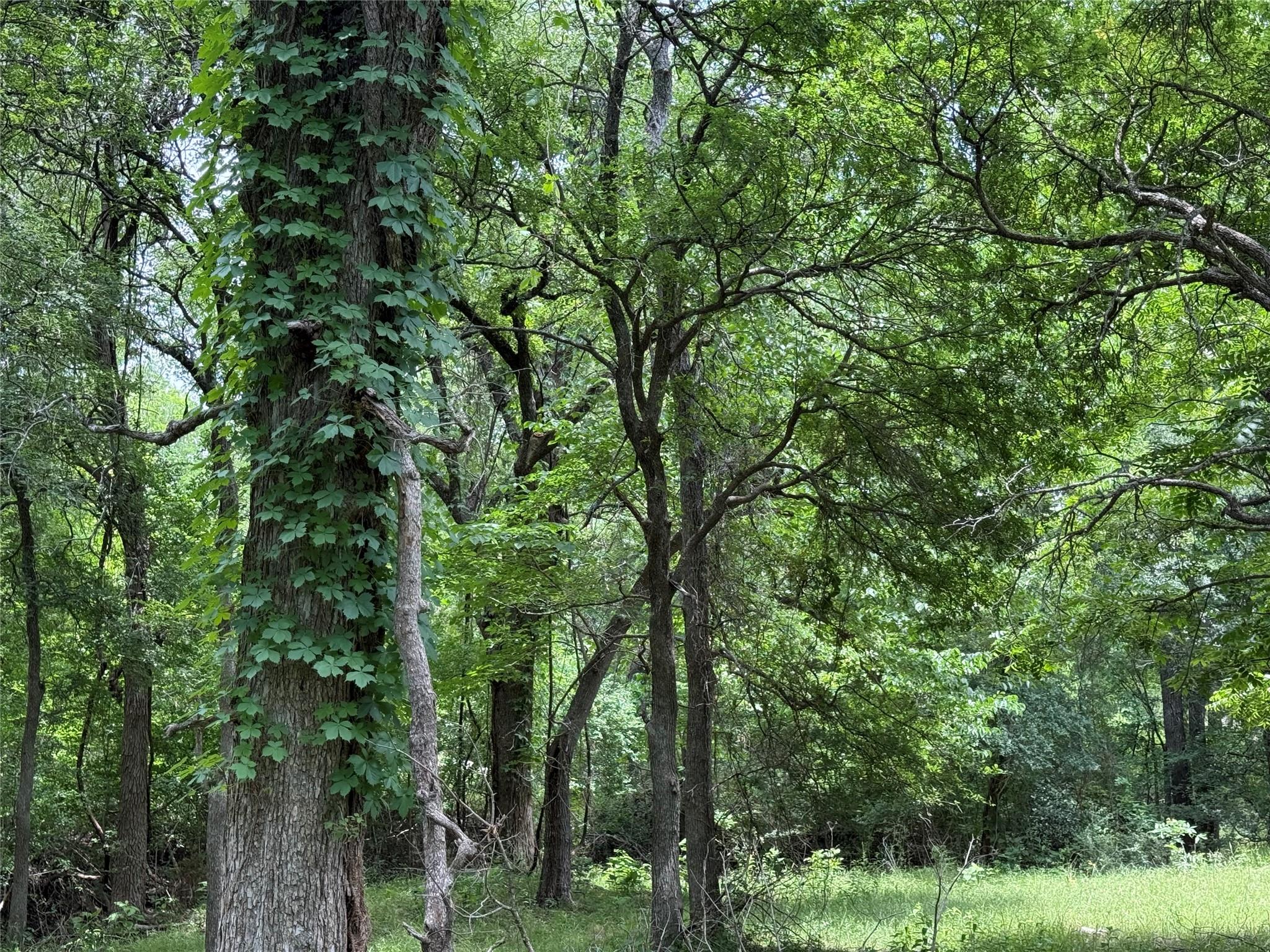 132 Quiet Oak Cv, Liberty Hill, TX 78642