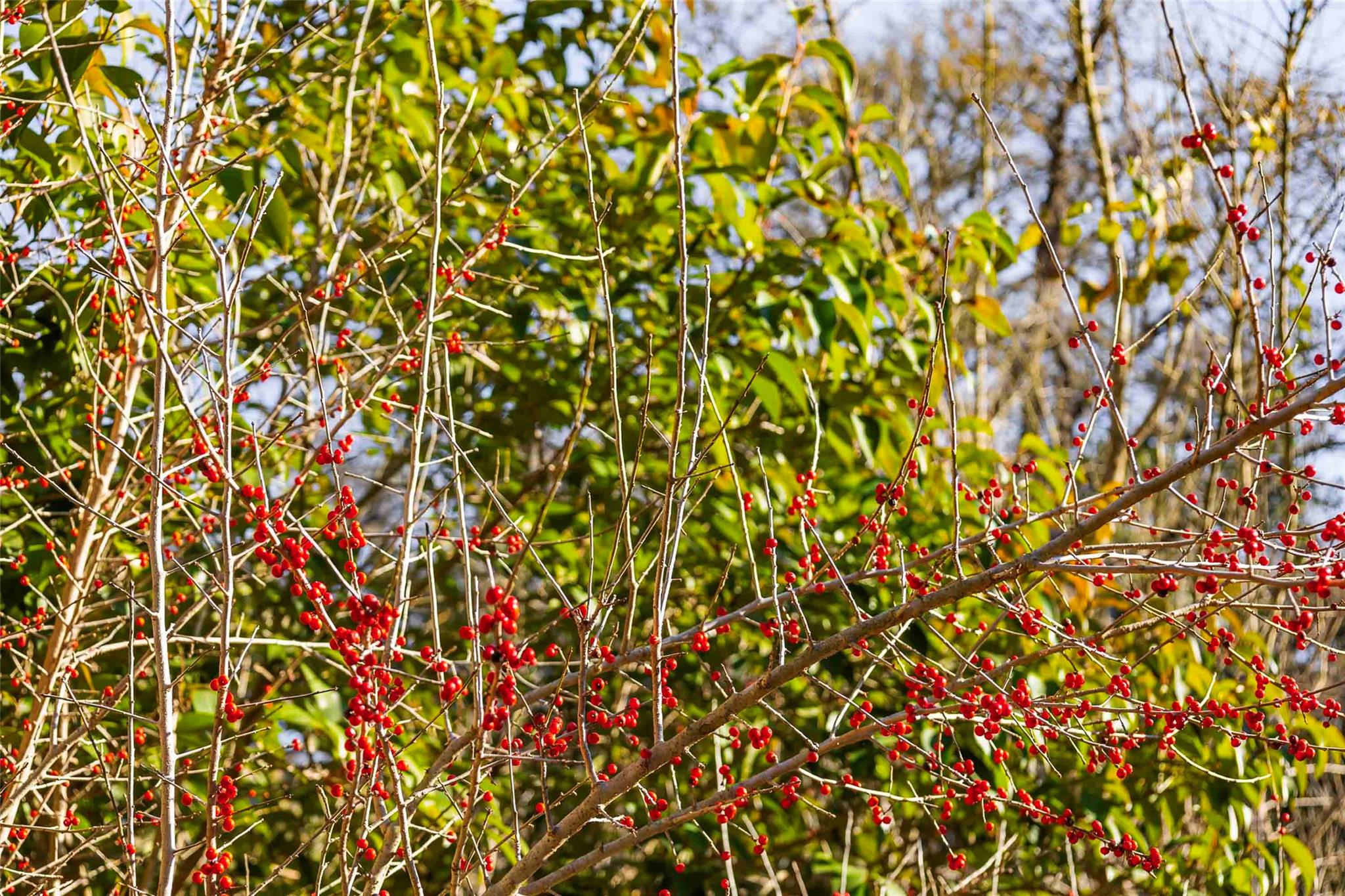 13017 Bob Johnson Ln # C, Manchaca, TX 78652