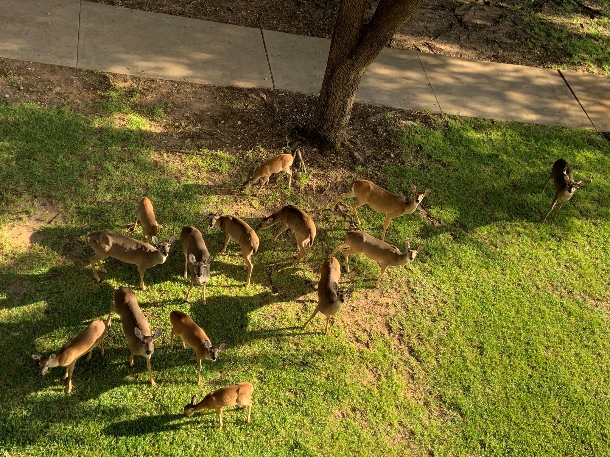 3404 American Dr # 3210, Lago Vista, TX 78645