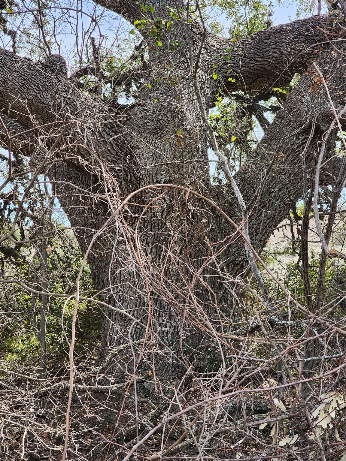 750 Stanton Ranch Rd, Johnson City, TX 78636