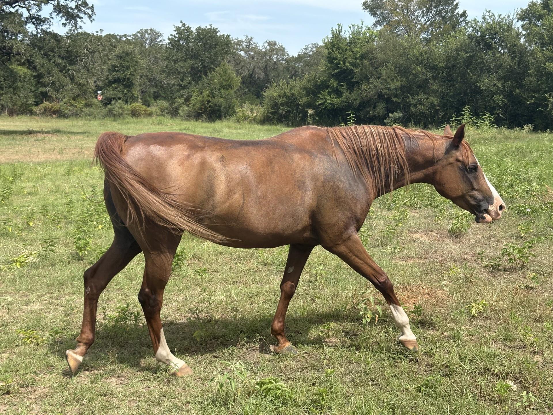 1430 Antioch Rd, Paige, TX 78659