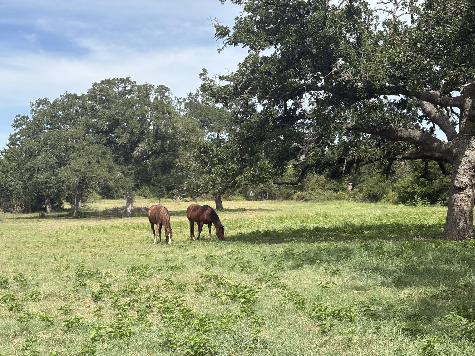 1430 Antioch Rd, Paige, TX 78659