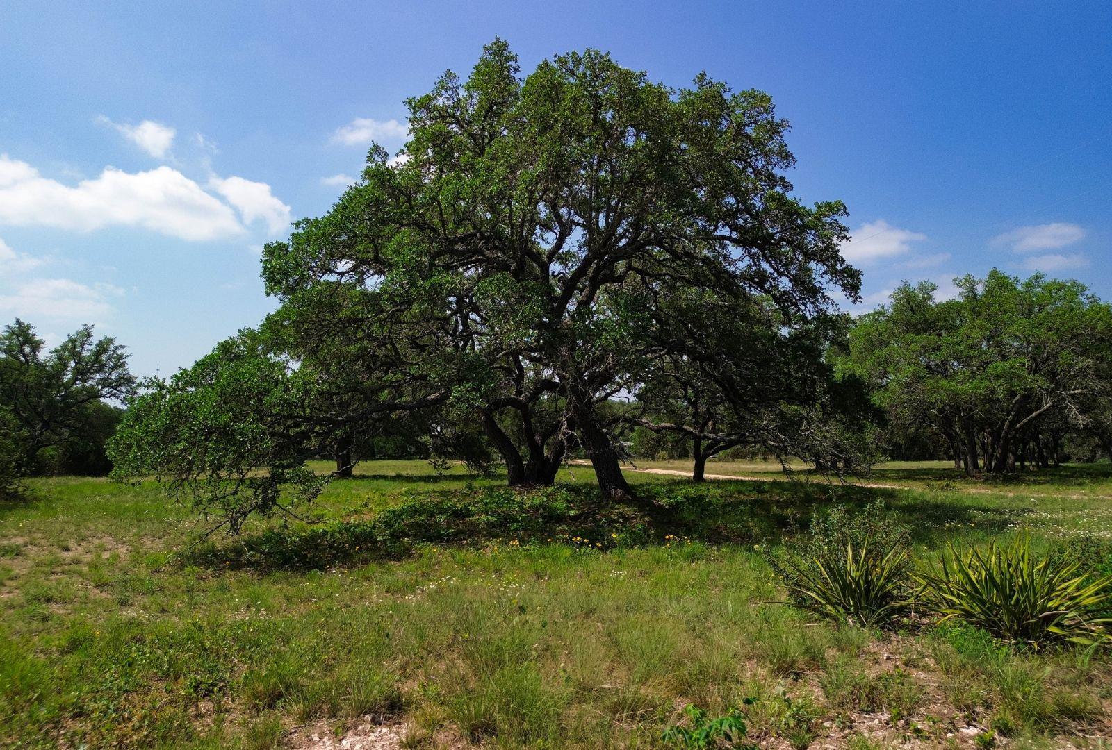 1037 Ranch Road 962 W, Round Mountain, TX 78663