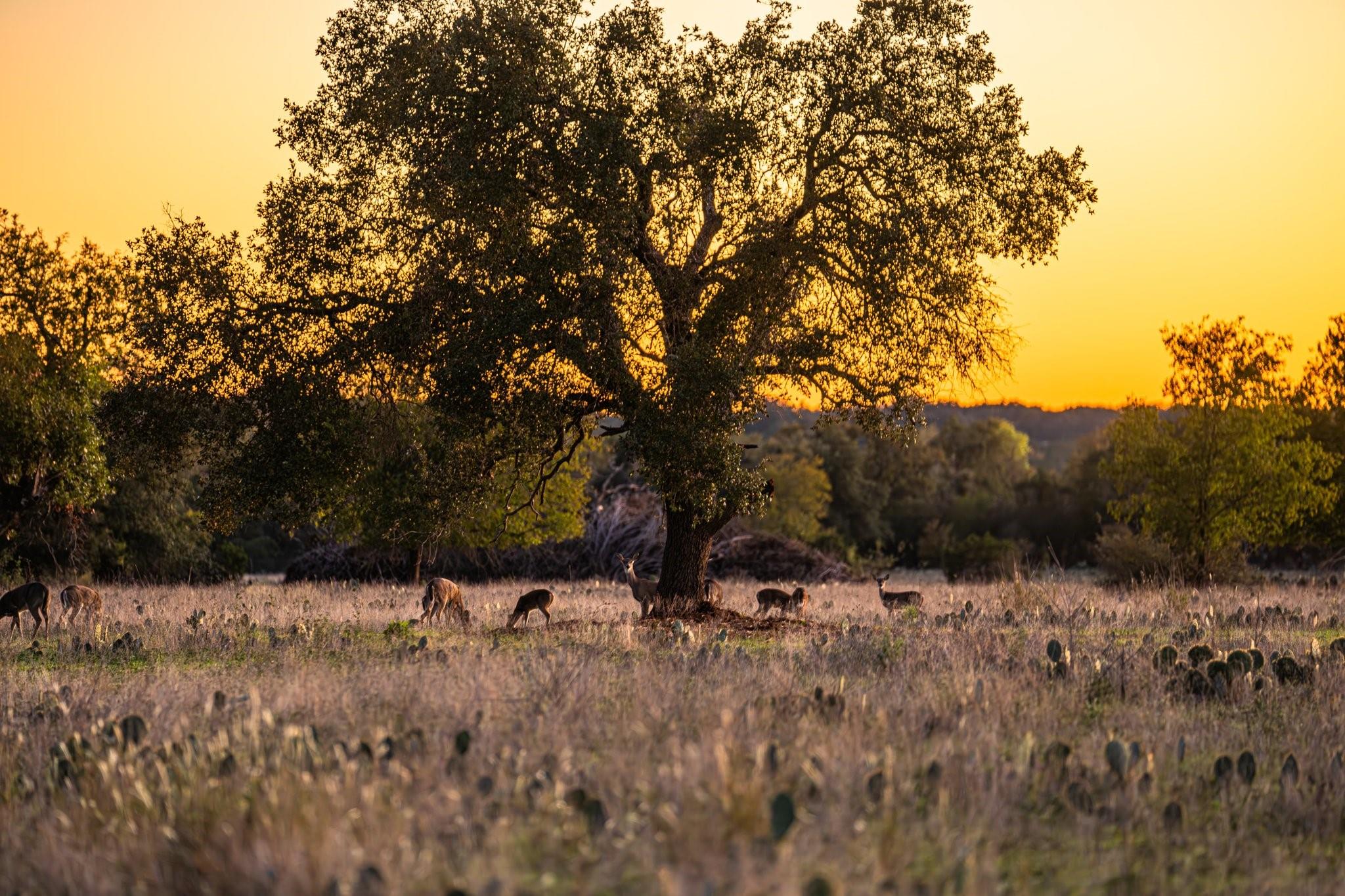 NA FM 2843, Salado, TX 76571