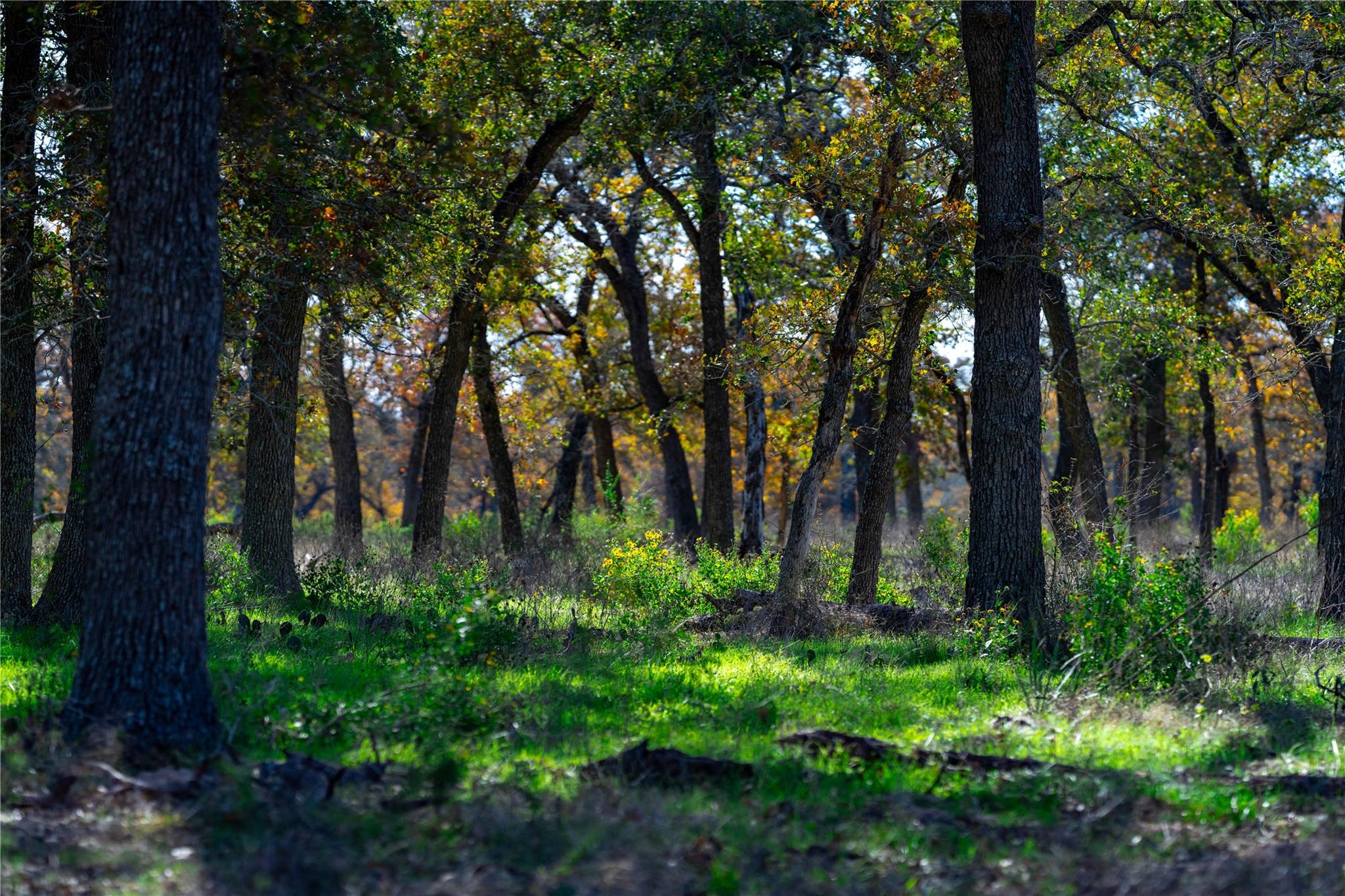 TBD Tx-123, Seguin, TX 78155