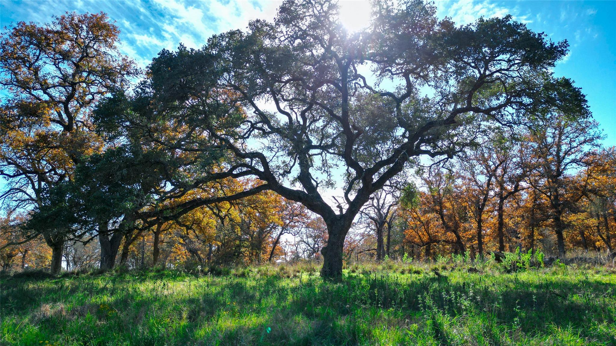 TBD Tx-123, Seguin, TX 78155