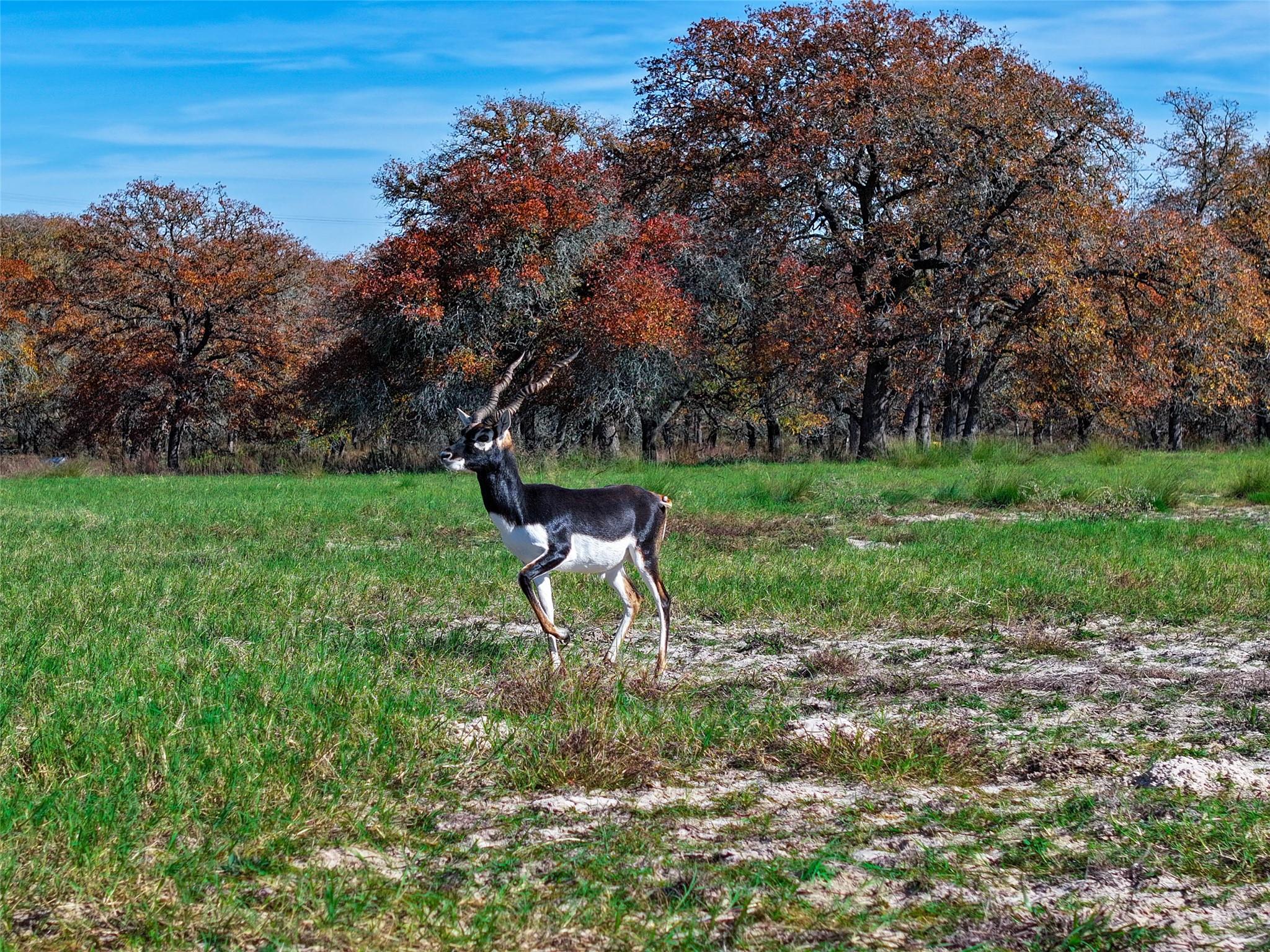 TBD Tx-123, Seguin, TX 78155