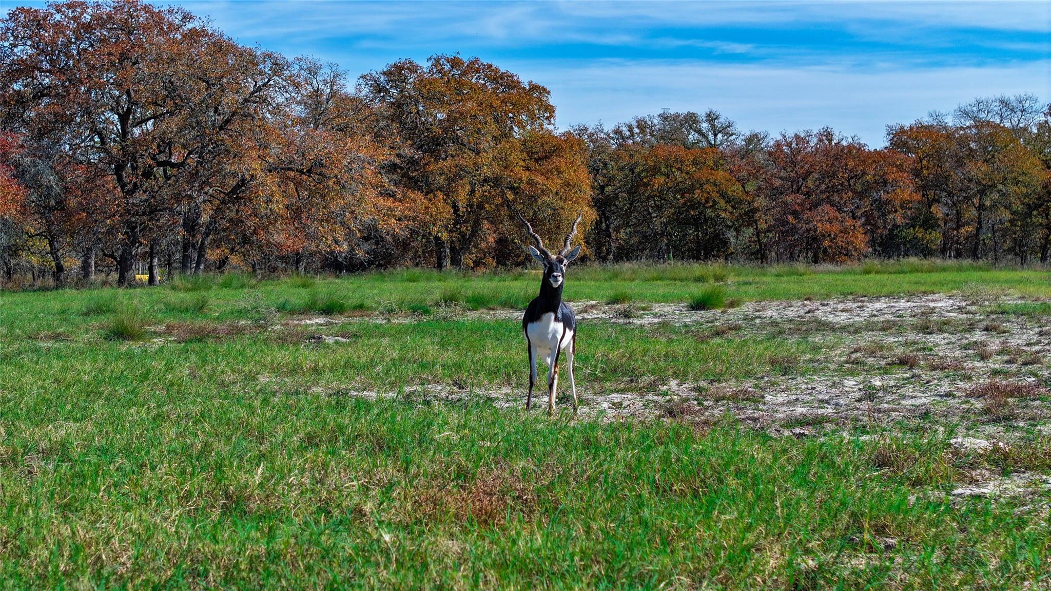 TBD Tx-123, Seguin, TX 78155