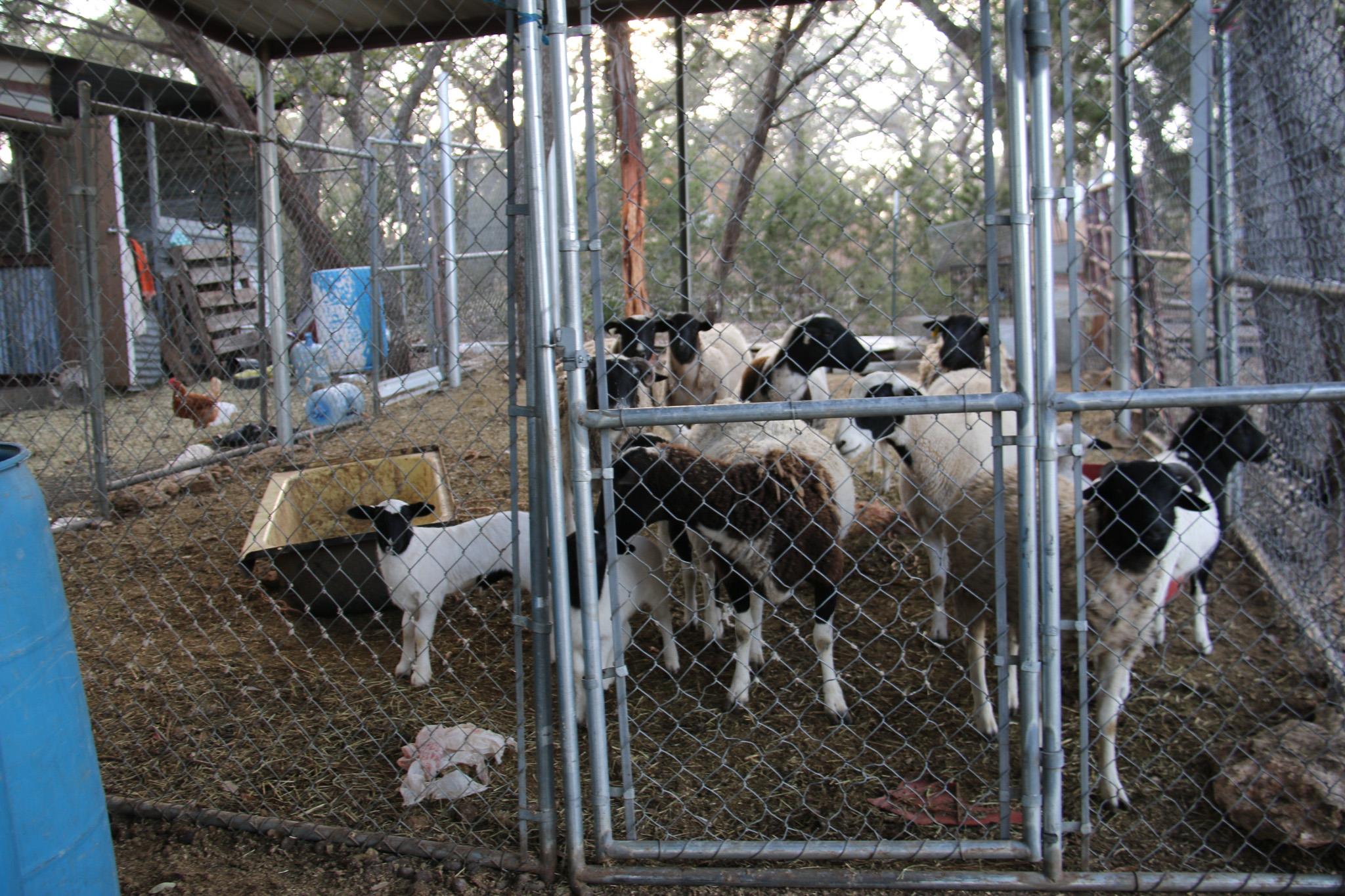 1085 Forest View Dr, Blanco, TX 78606