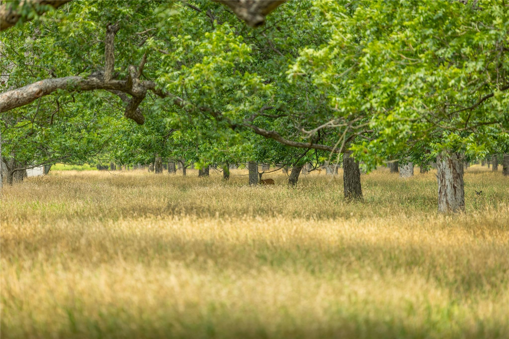 675 Ponderosa Rd # A, Bastrop, TX 78602