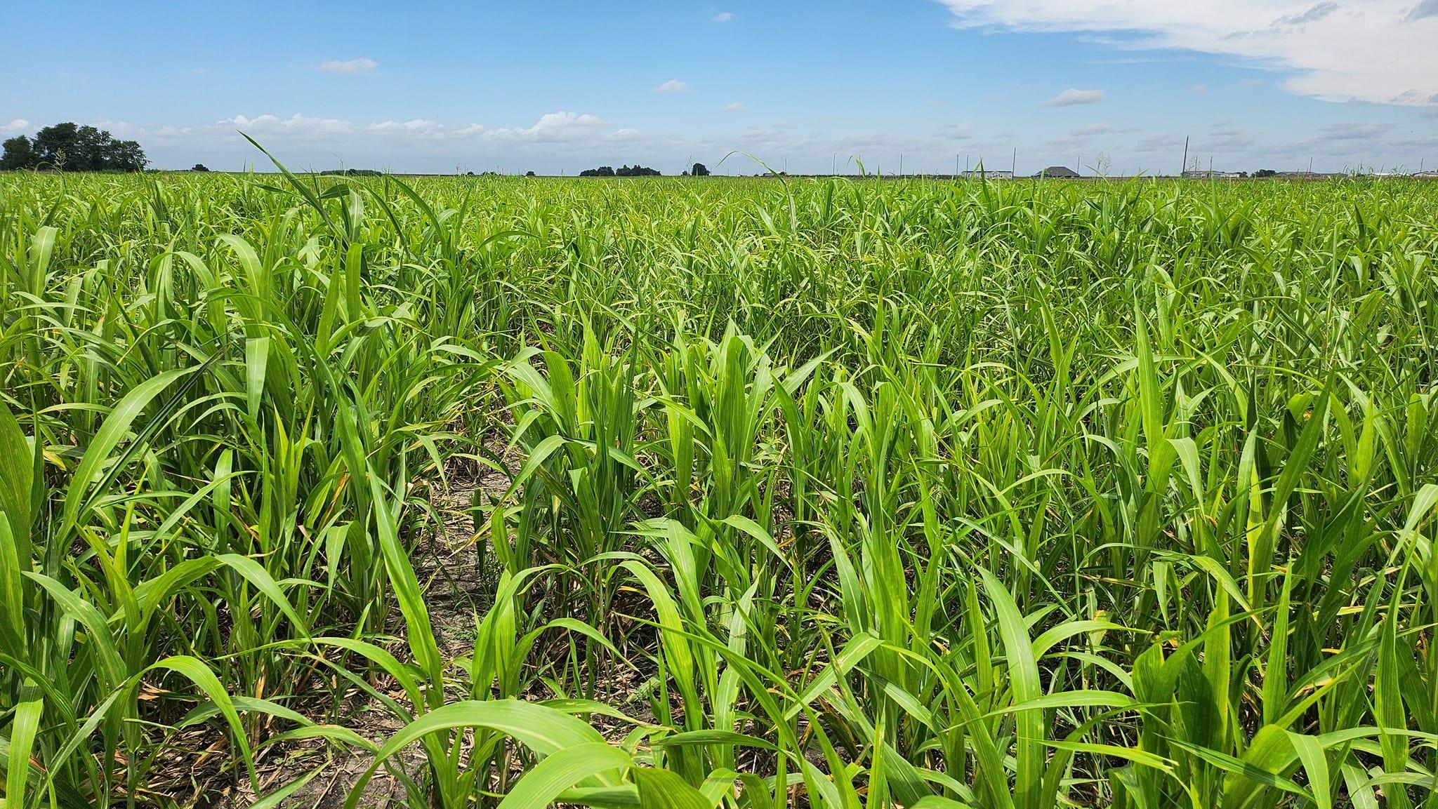 TBD FM 3061, Thorndale, TX 76577