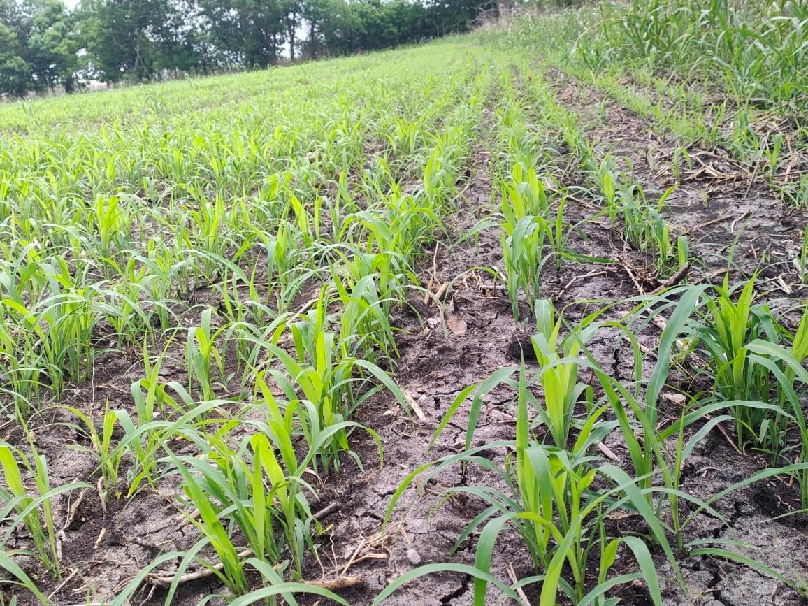 TBD FM 3061, Thorndale, TX 76577