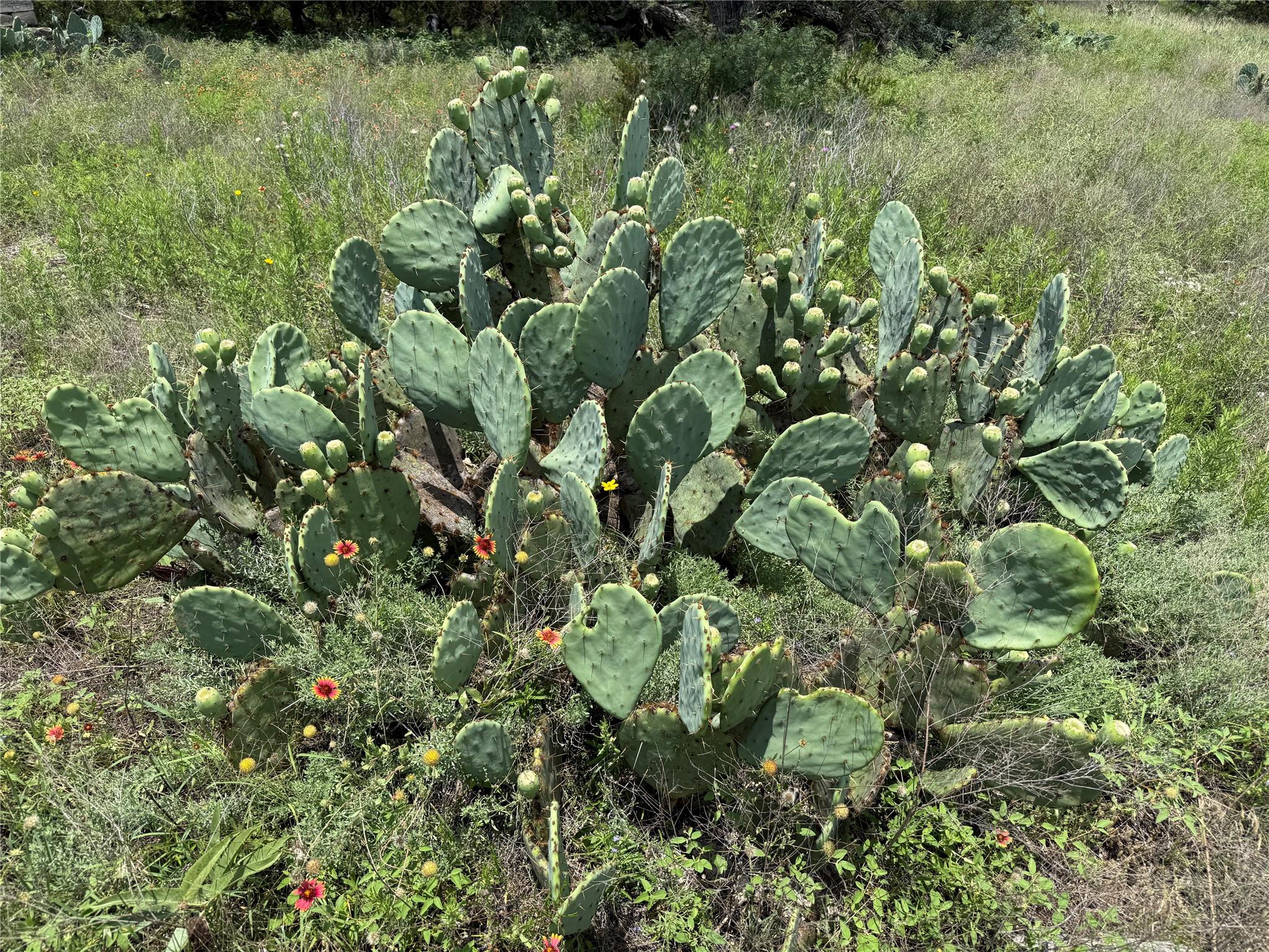 70 Mourning Dove Ln, Lampasas, TX 76550