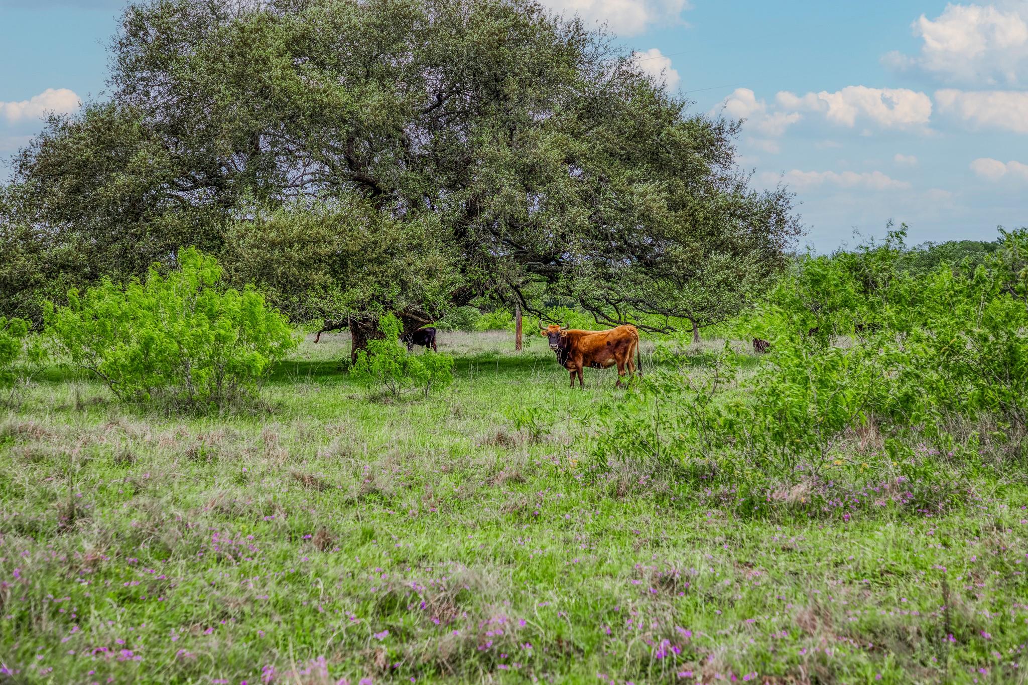TBD (62.58 Acres) County Road 125, Ledbetter, TX 78946