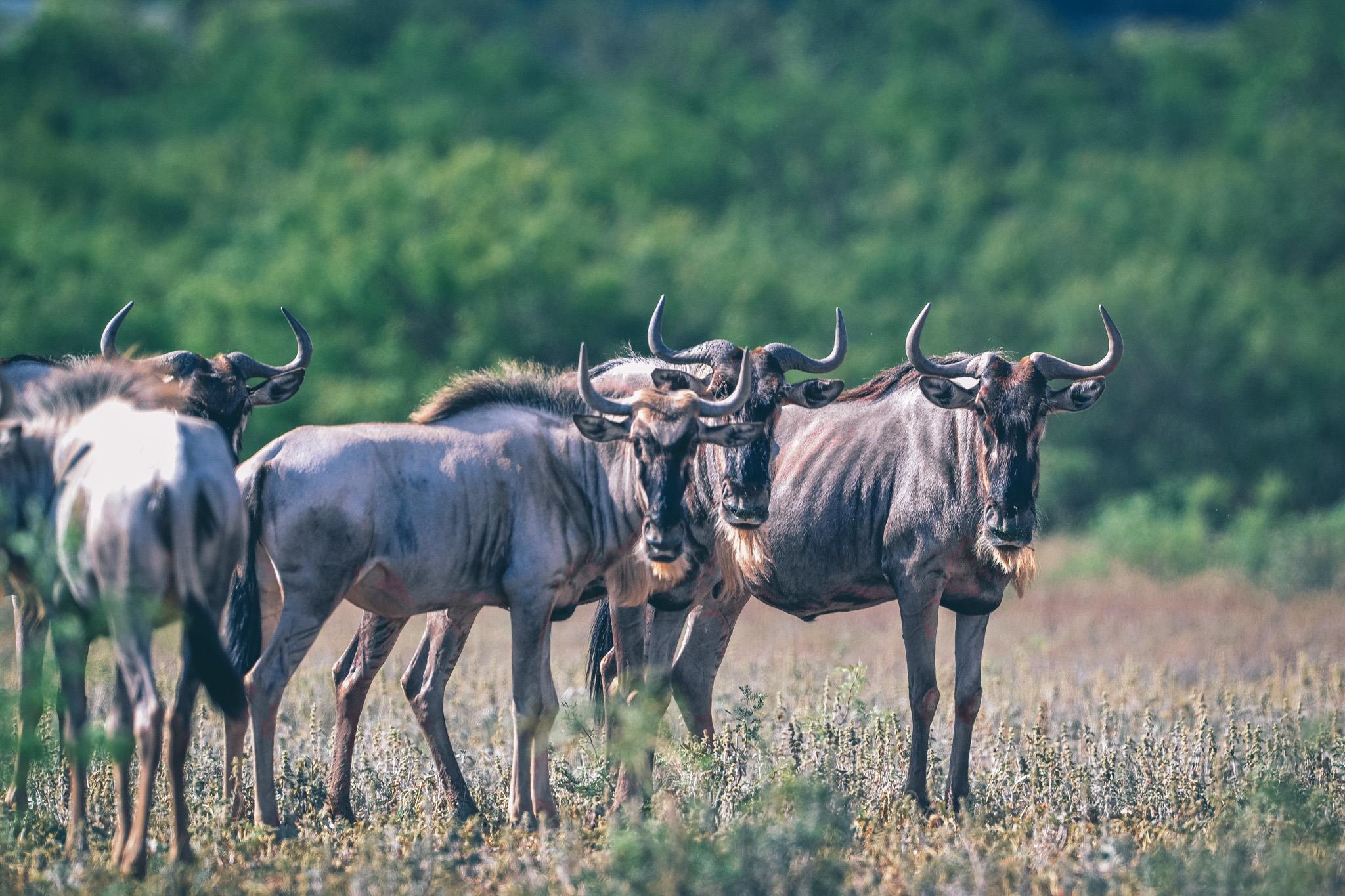 104 YO Ranch Road NW, Mountain Home, TX 78058