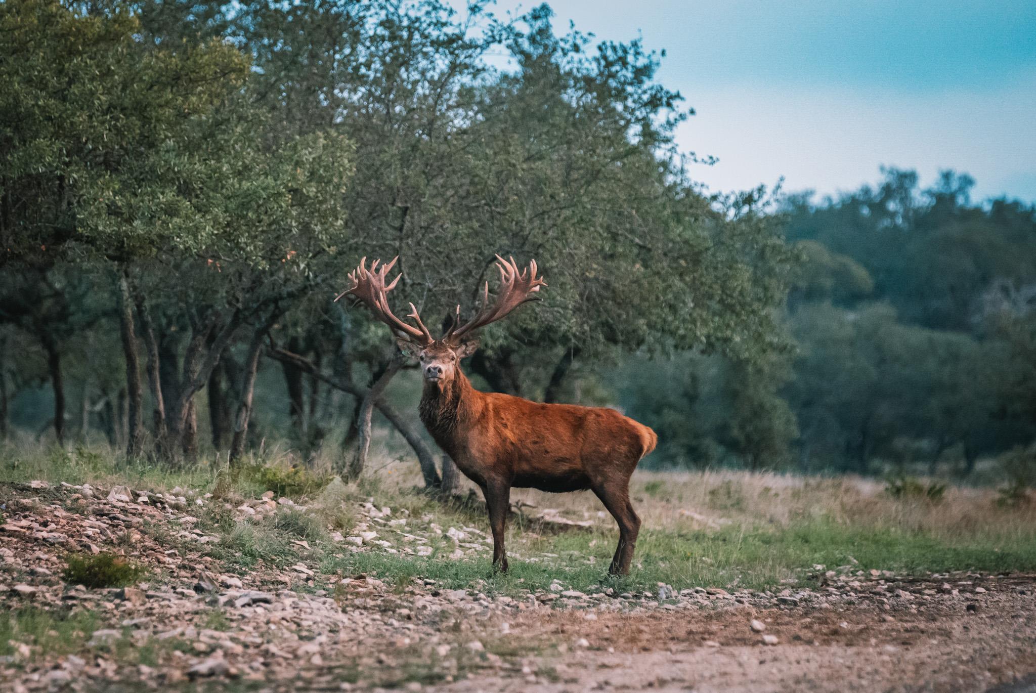 104 YO Ranch Road NW, Mountain Home, TX 78058