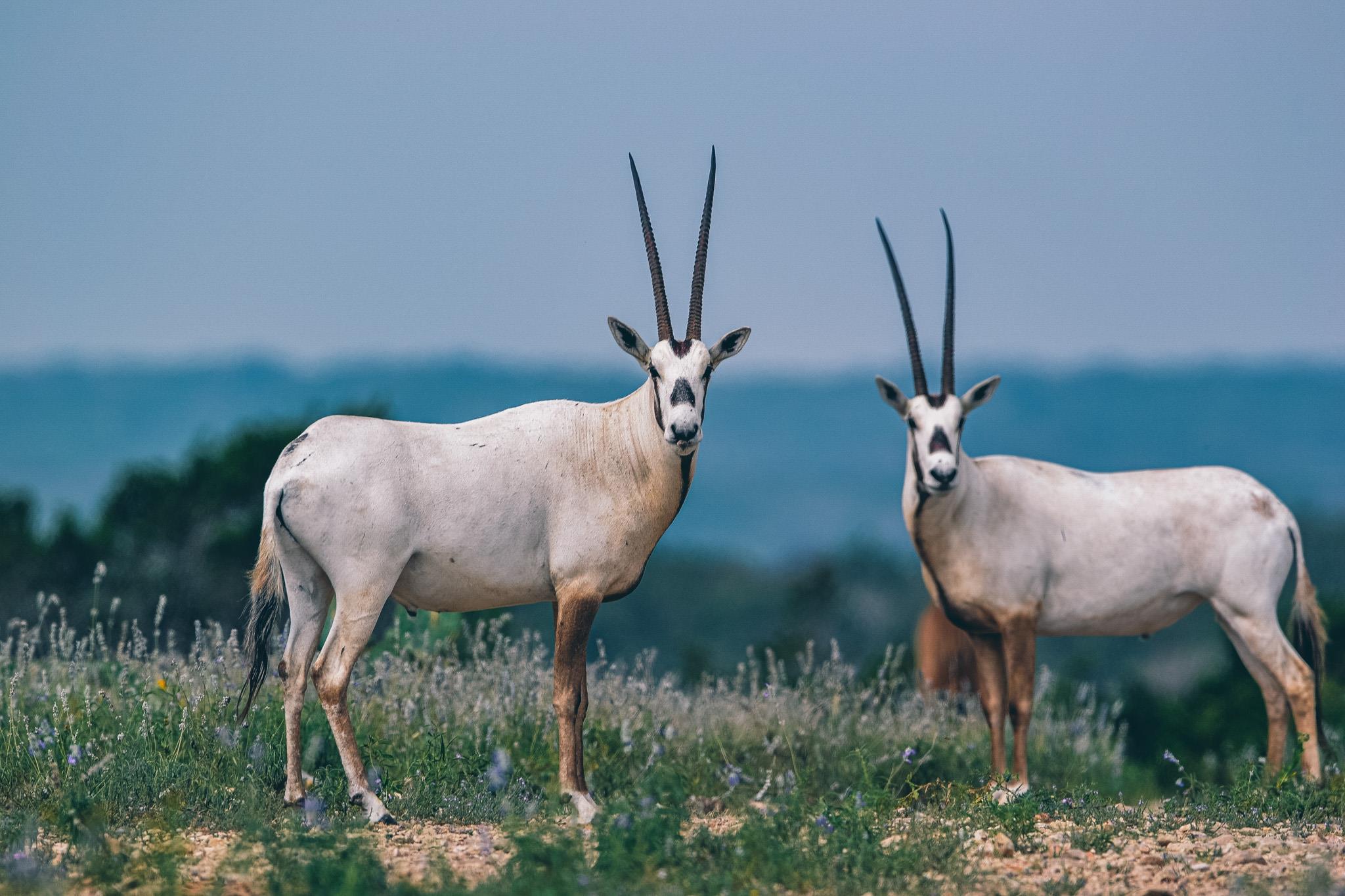 104 YO Ranch Road NW, Mountain Home, TX 78058