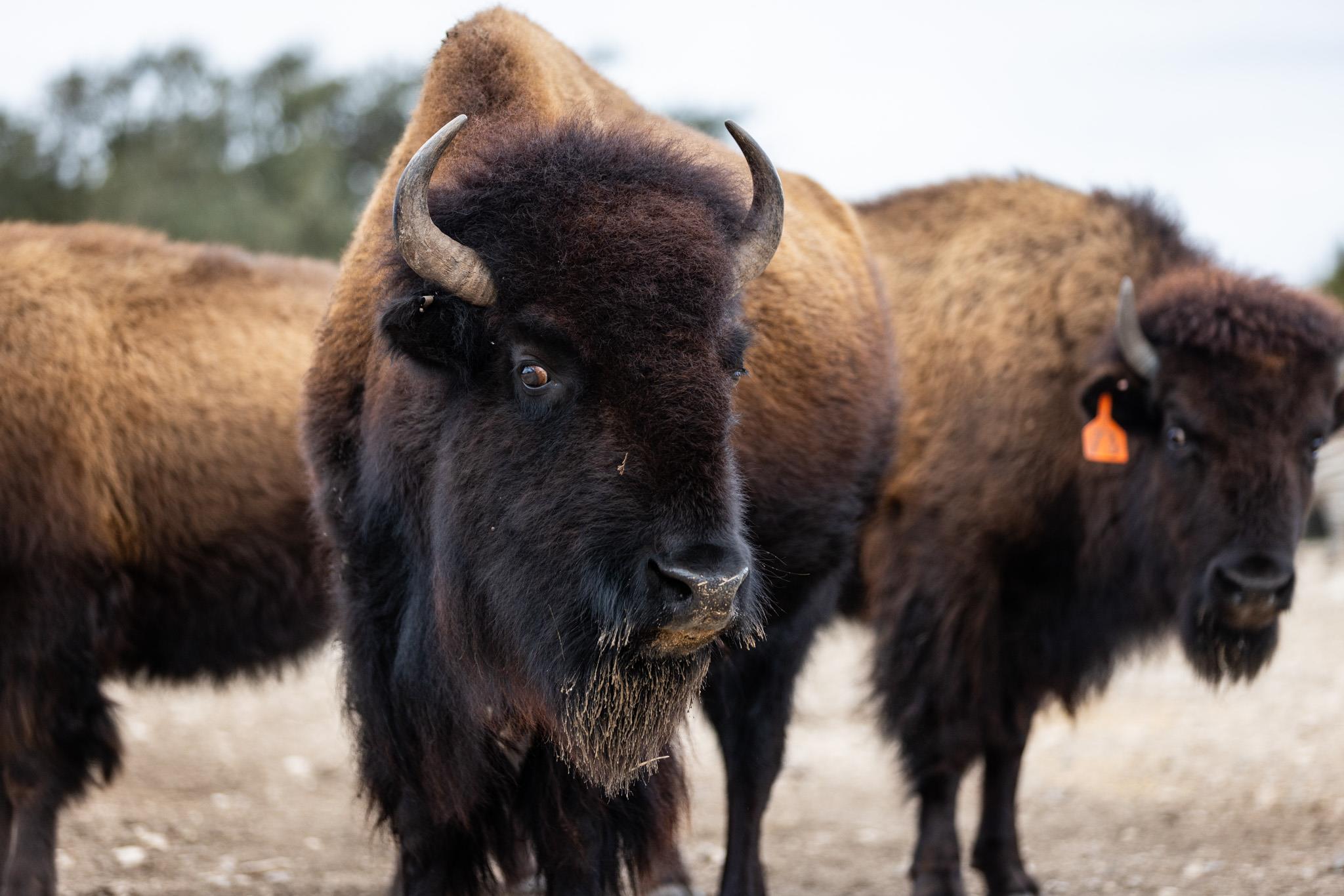 104 YO Ranch Road NW, Mountain Home, TX 78058