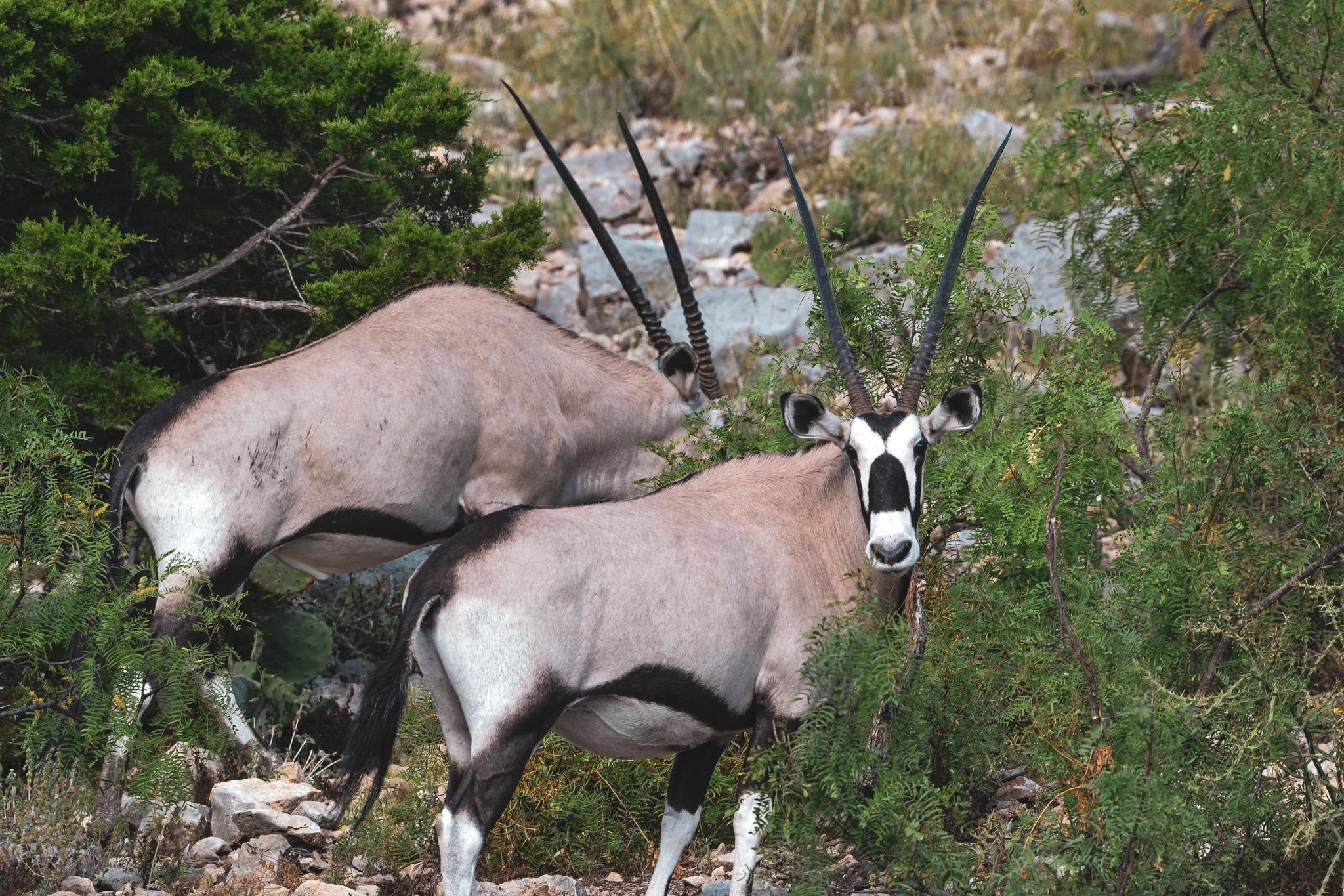 104 YO Ranch Road NW, Mountain Home, TX 78058