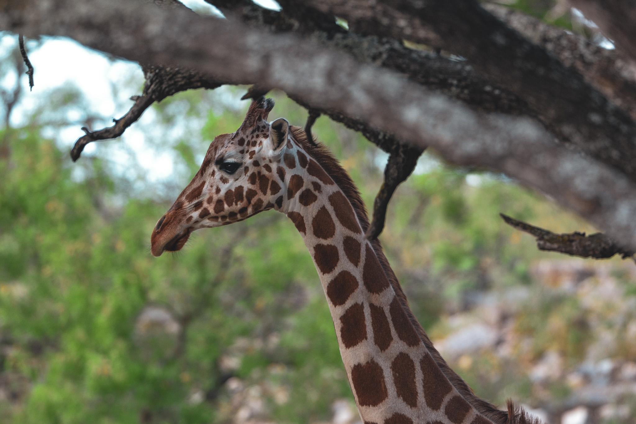 104 YO Ranch Road NW, Mountain Home, TX 78058