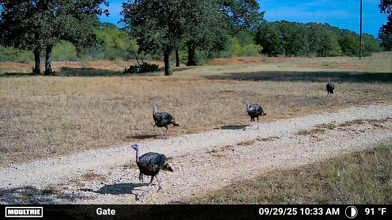 2464 County Road 249, Luling, TX 78648