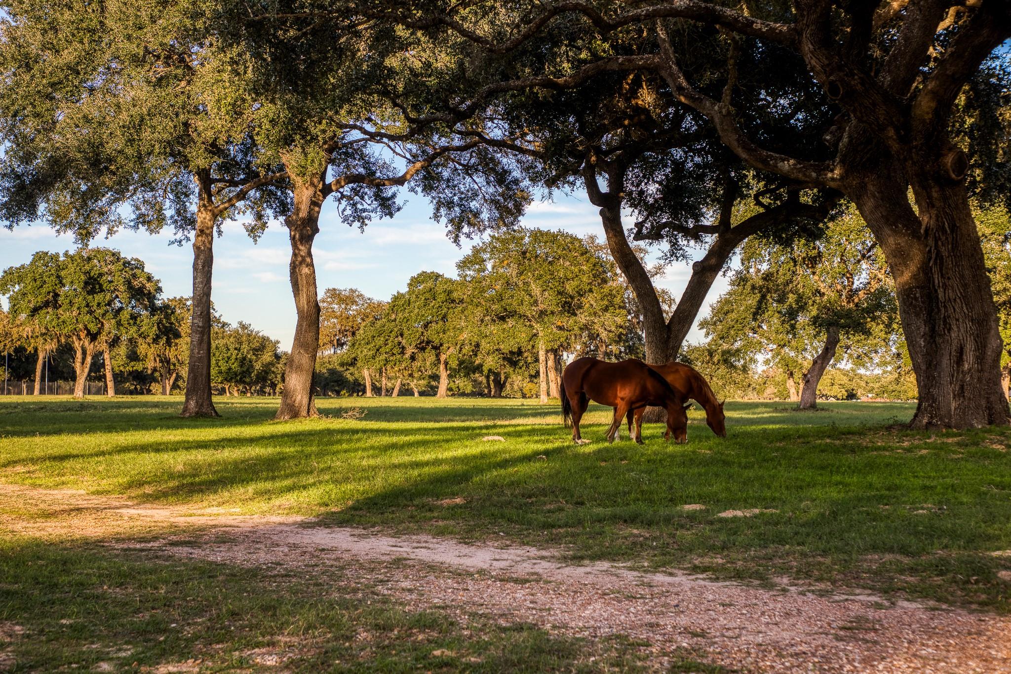 1224 Haines Rd, Sheridan, TX 77475