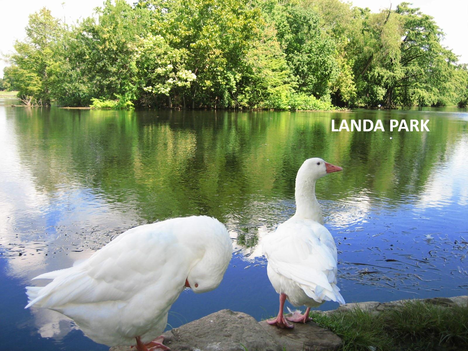 481 N Central Ave Ave, New Braunfels, TX 78130