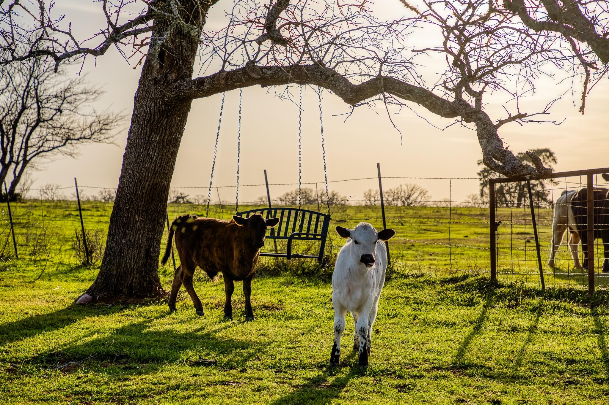 12893 E State Highway 97, Waelder, TX 78959