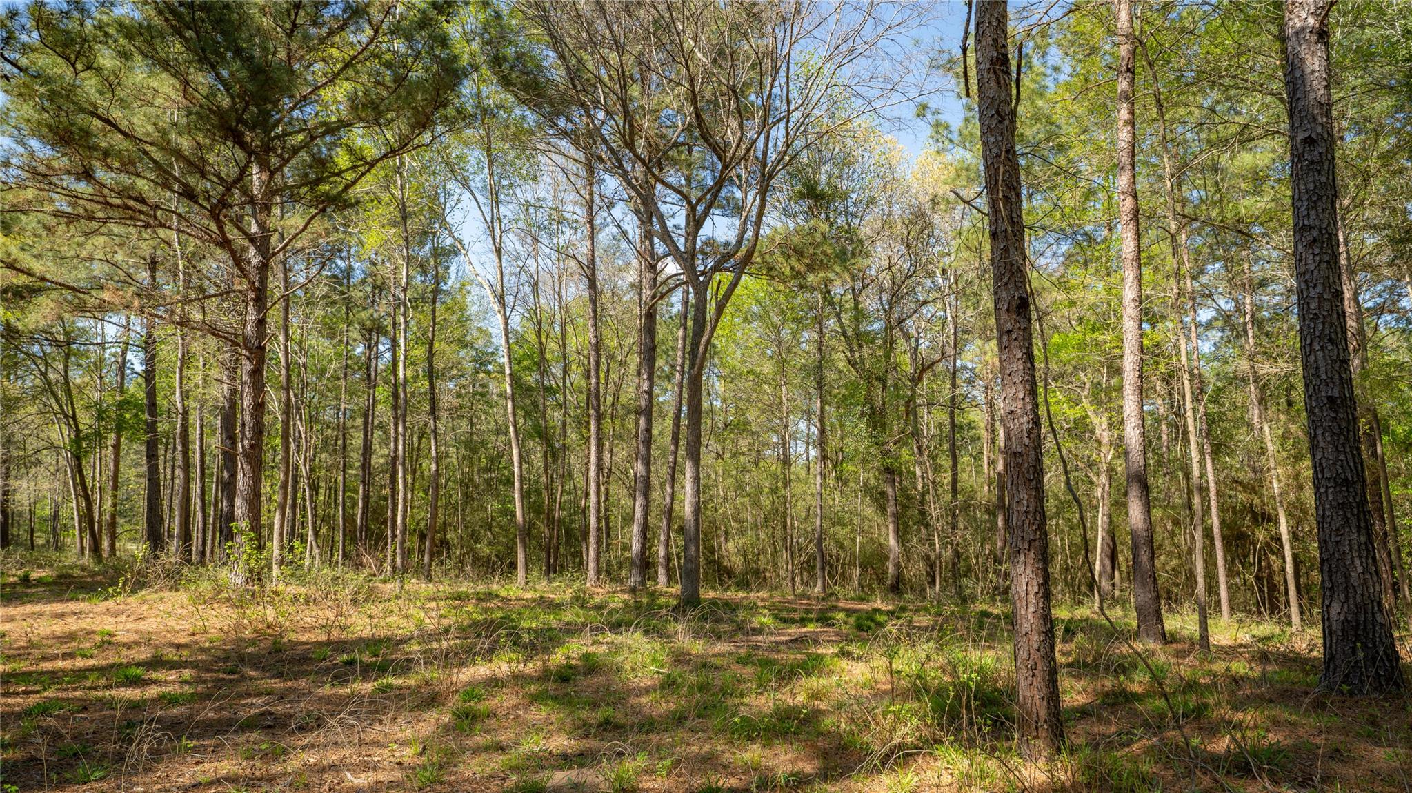 000 Bighorn Rd, Huntsville, TX 77340