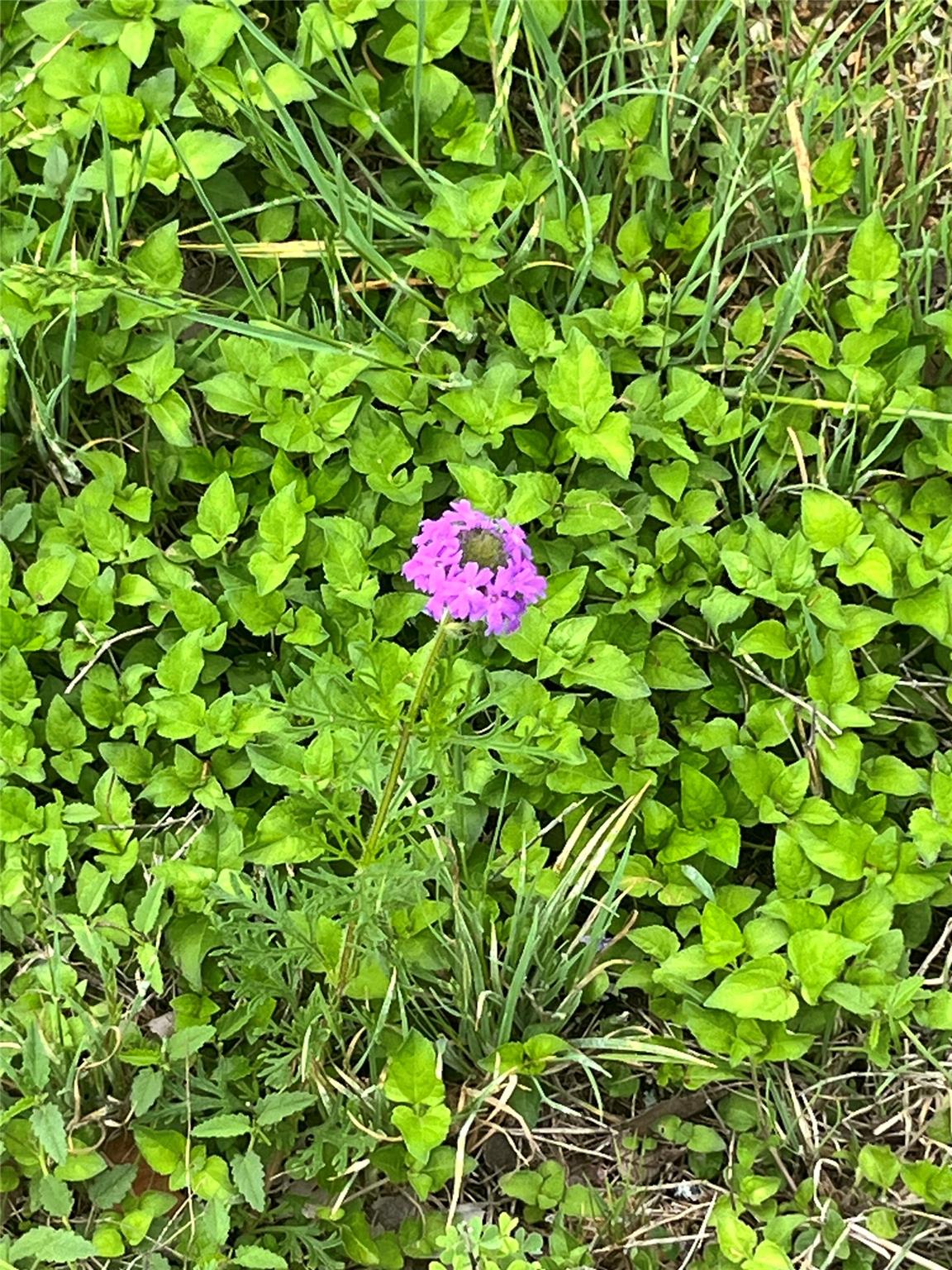 309 Remuda Rd, Liberty Hill, TX 78642