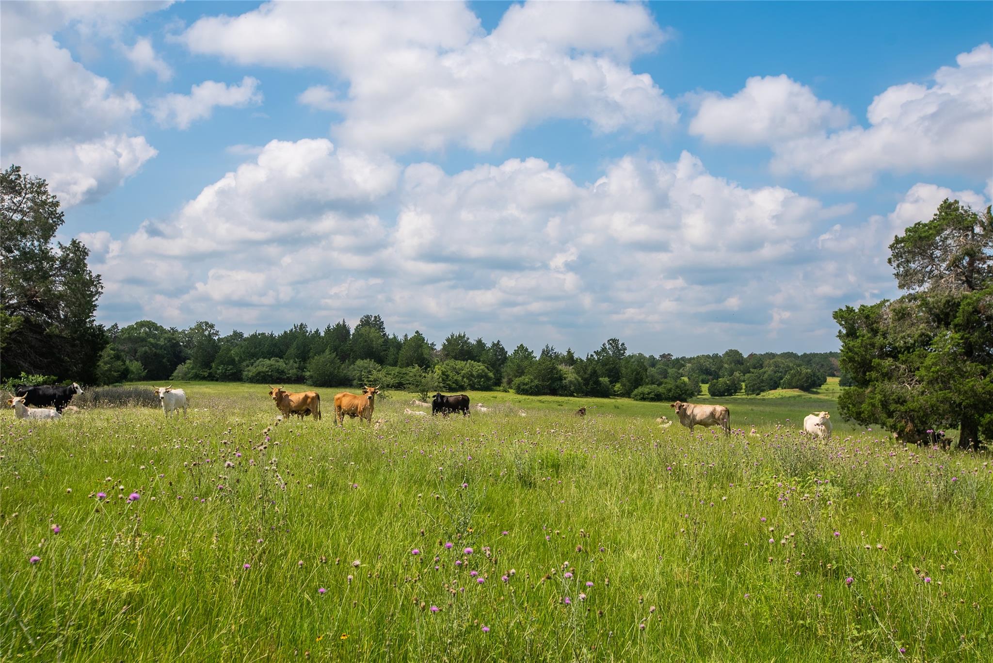 TBD Paint Creek Rd, McDade, TX 78650