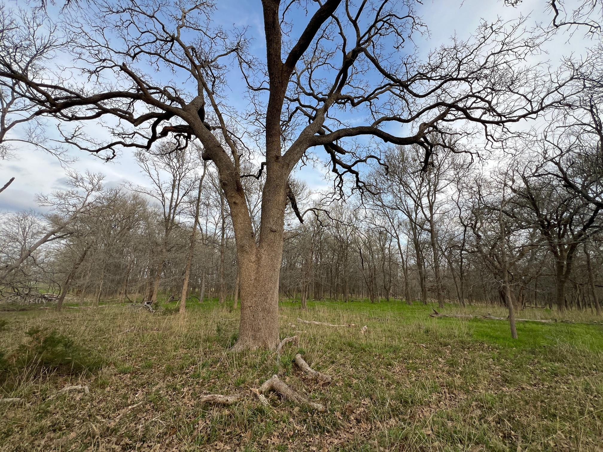 510 Wilson Rd, Red Rock, TX 78662