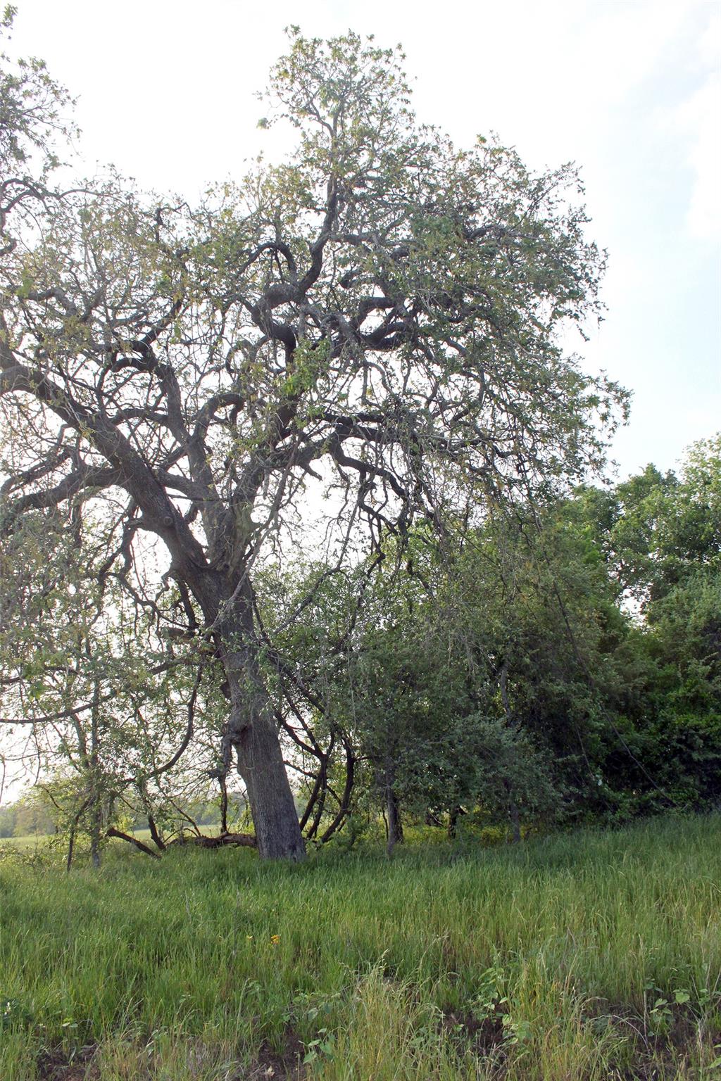 3223 Old Kelley Rd, Lockhart, TX 78644