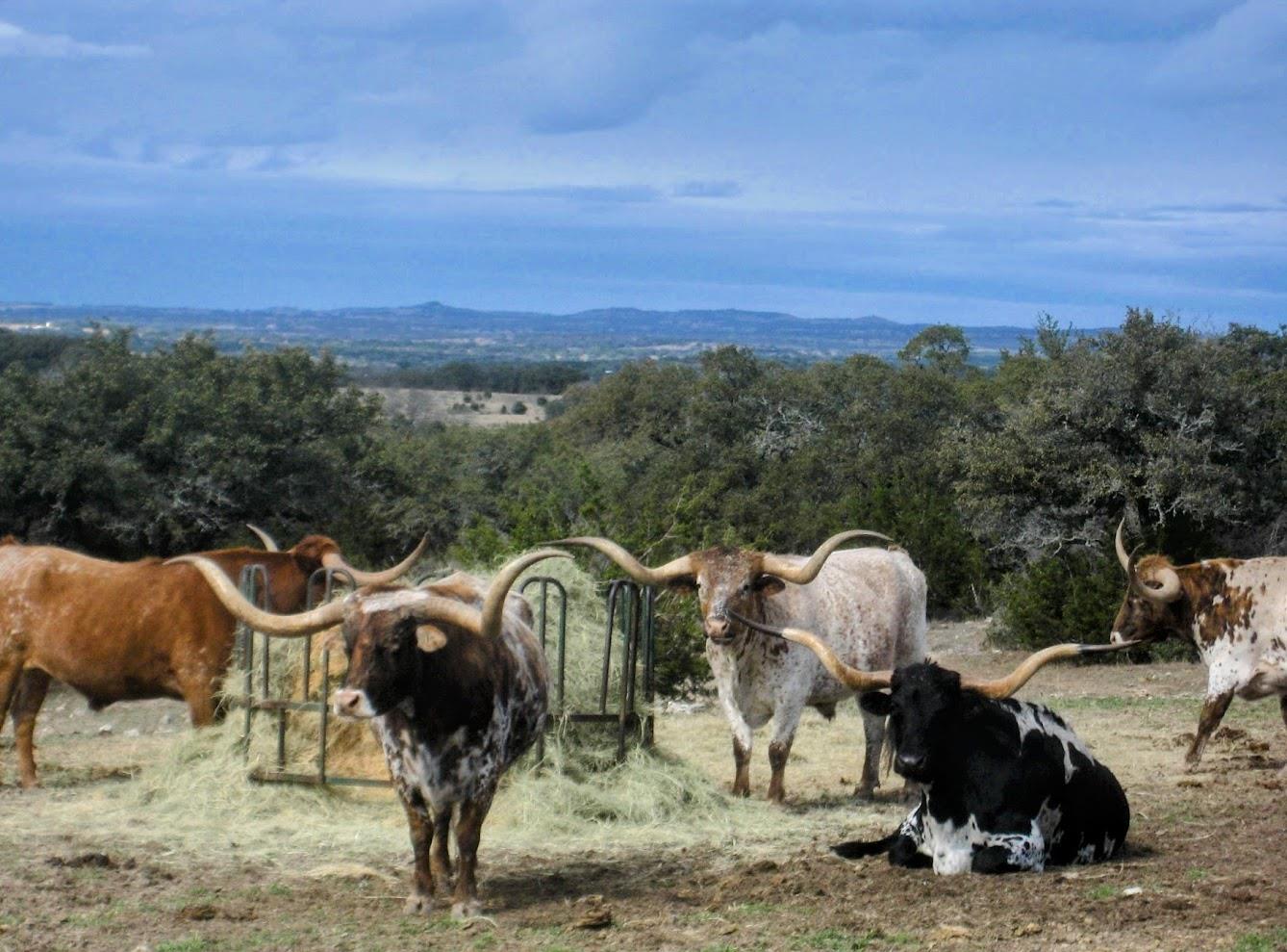 892 Baird Ranch Rd, Johnson City, TX 78636