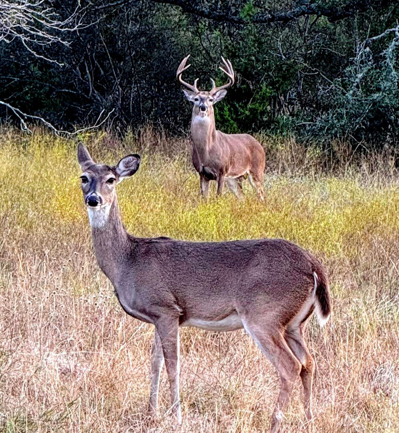 892 Baird Ranch Rd, Johnson City, TX 78636