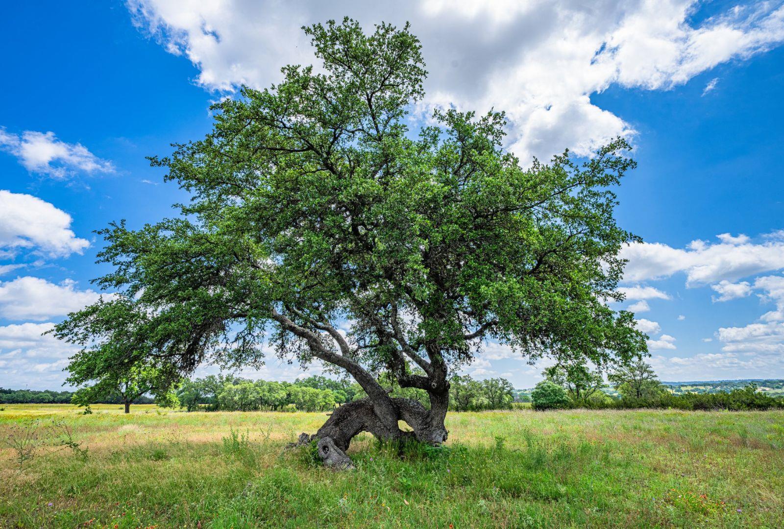 0000 Gibson-Best Rd, Hye, TX 78635