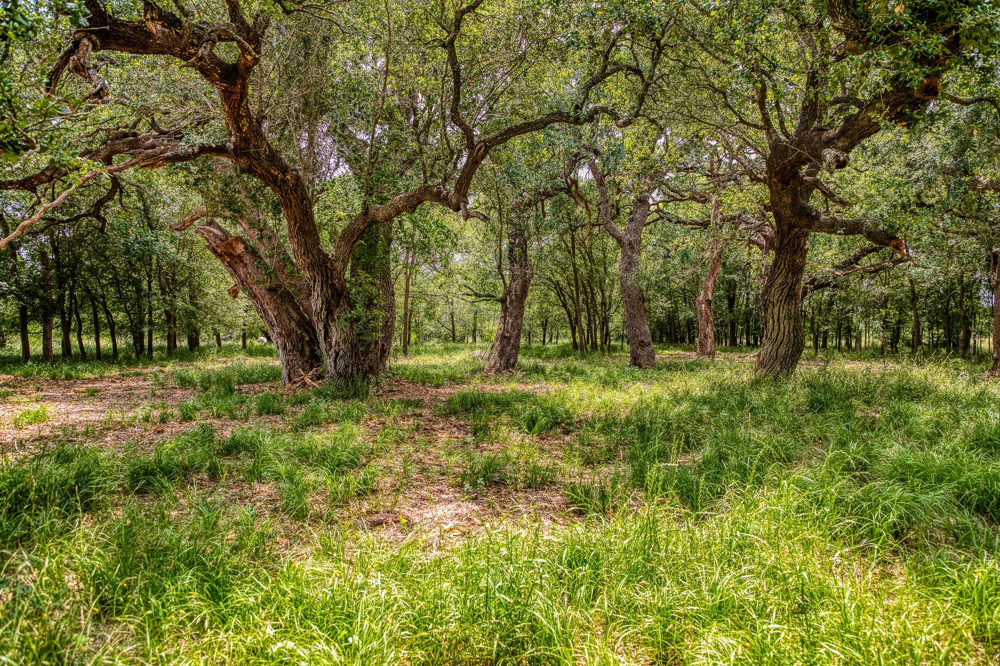 10314 County Road 276 Land, Somerville, TX 77878