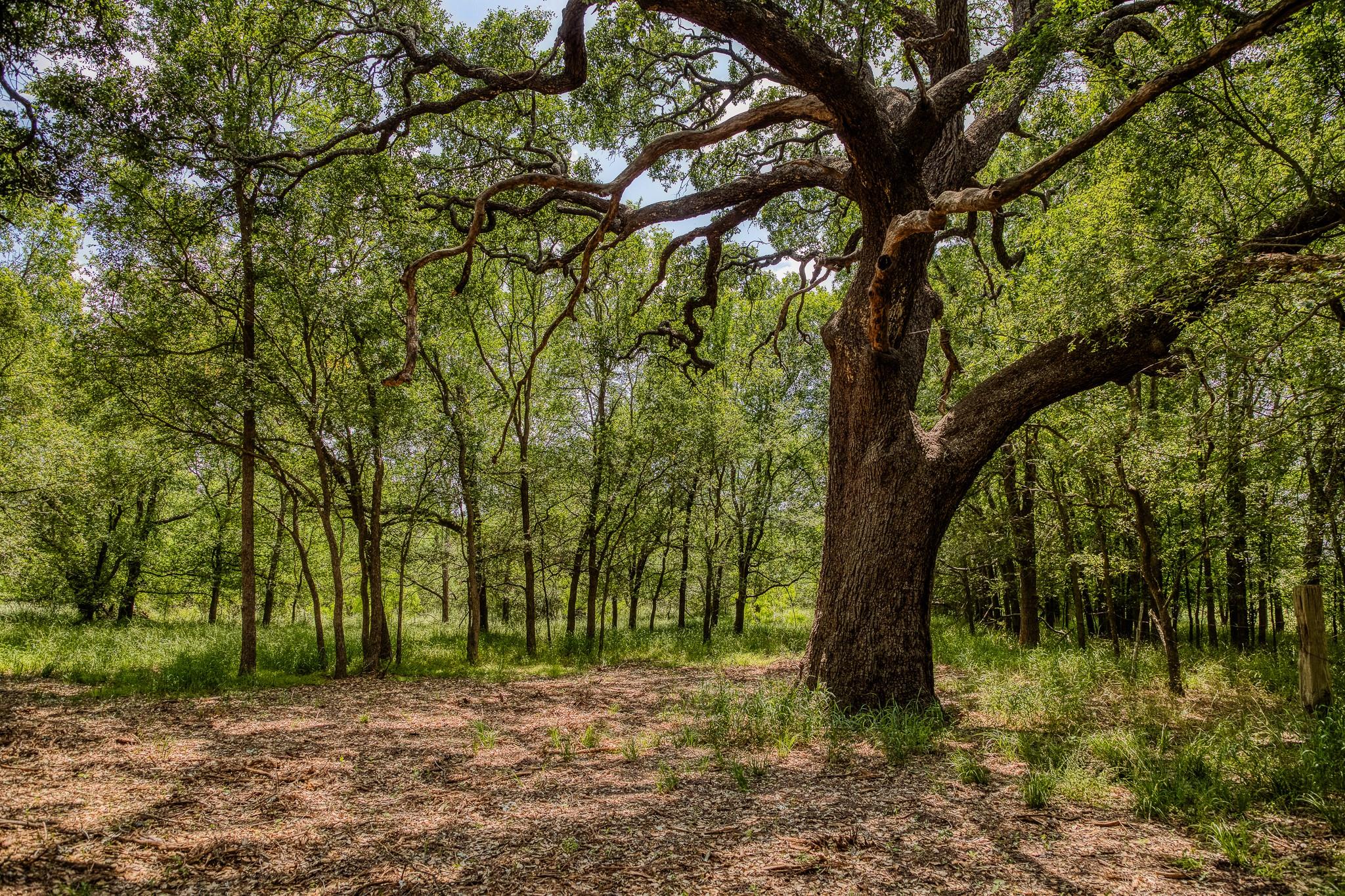 10314 County Road 276 Land, Somerville, TX 77878