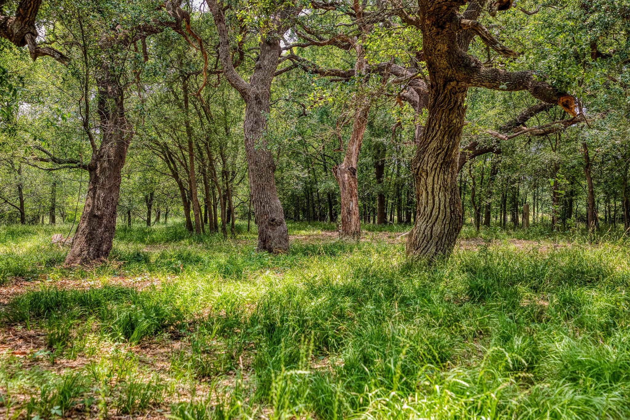 10314 County Road 276 Land, Somerville, TX 77878