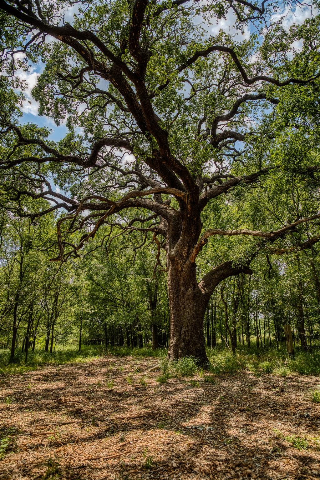 10314 County Road 276 Land, Somerville, TX 77878