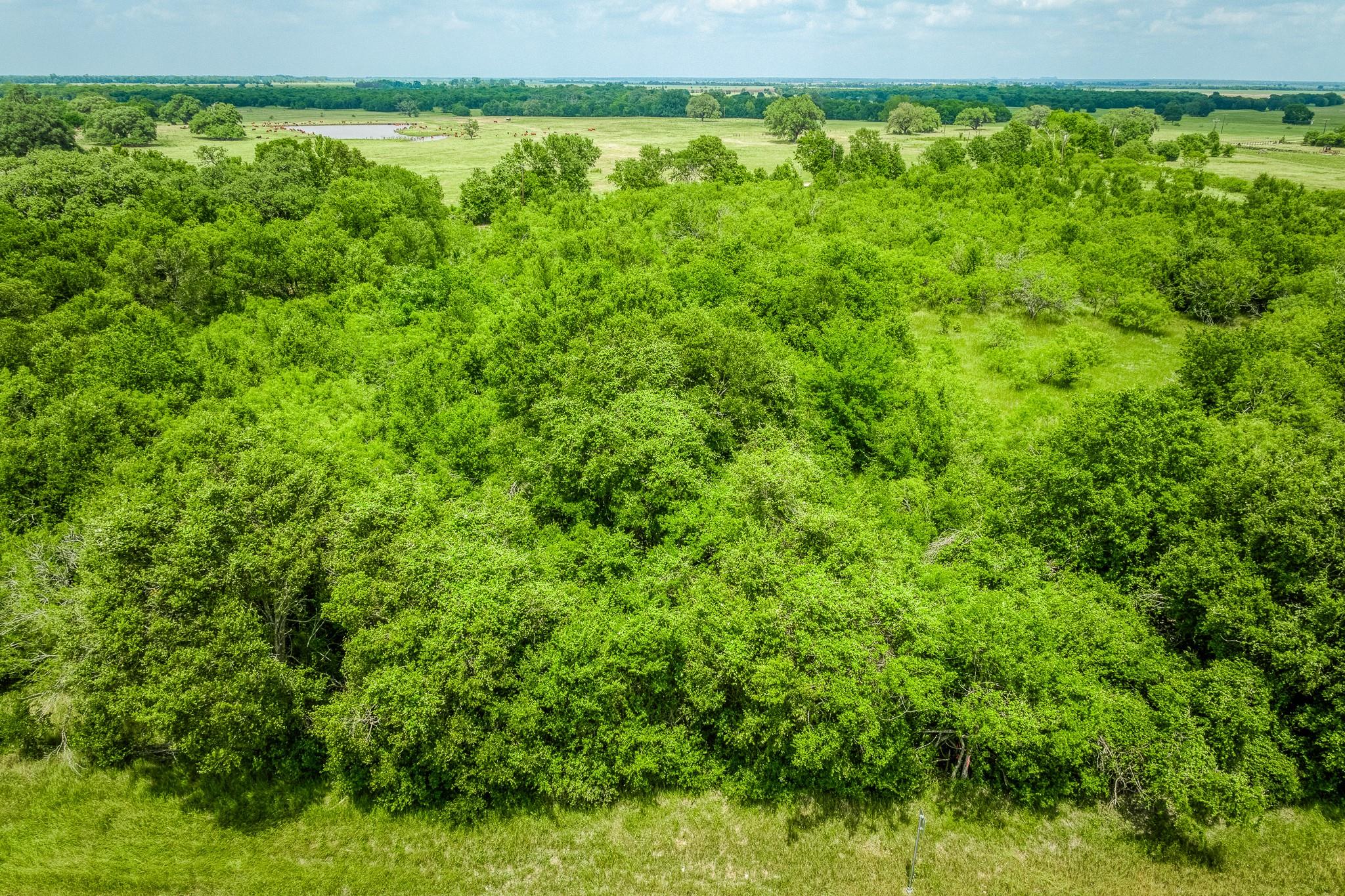 10366 County Road 276 Land, Somerville, TX 77879