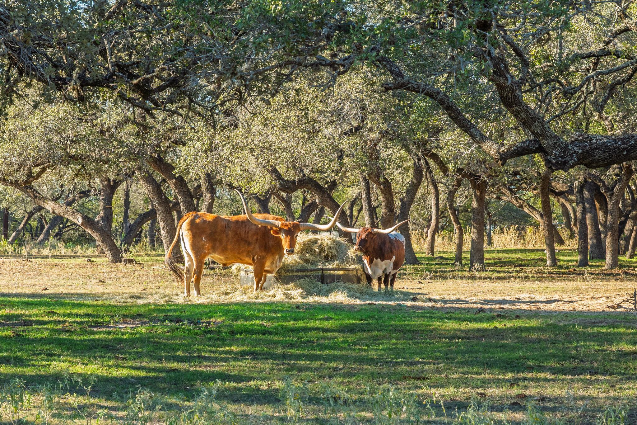 24105 Fm 1431, Marble Falls, TX 78654