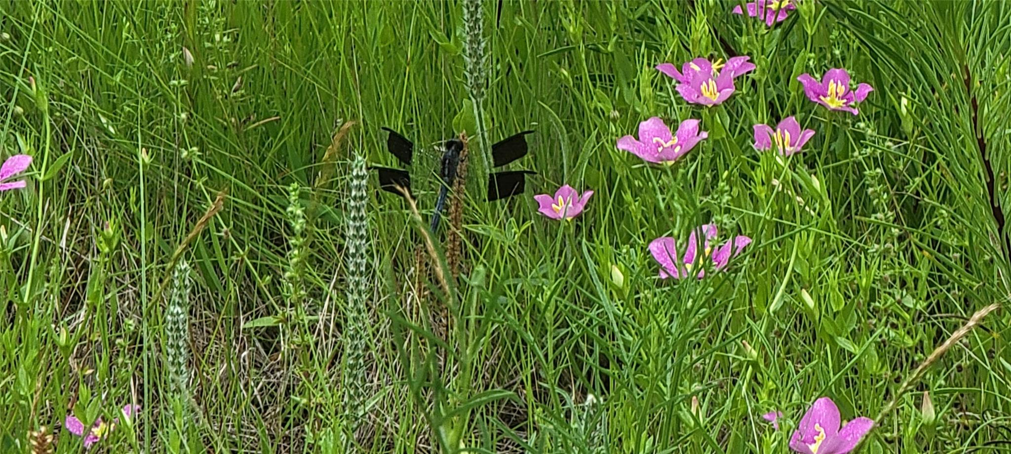 2654 County Road 321, Bertram, TX 78605