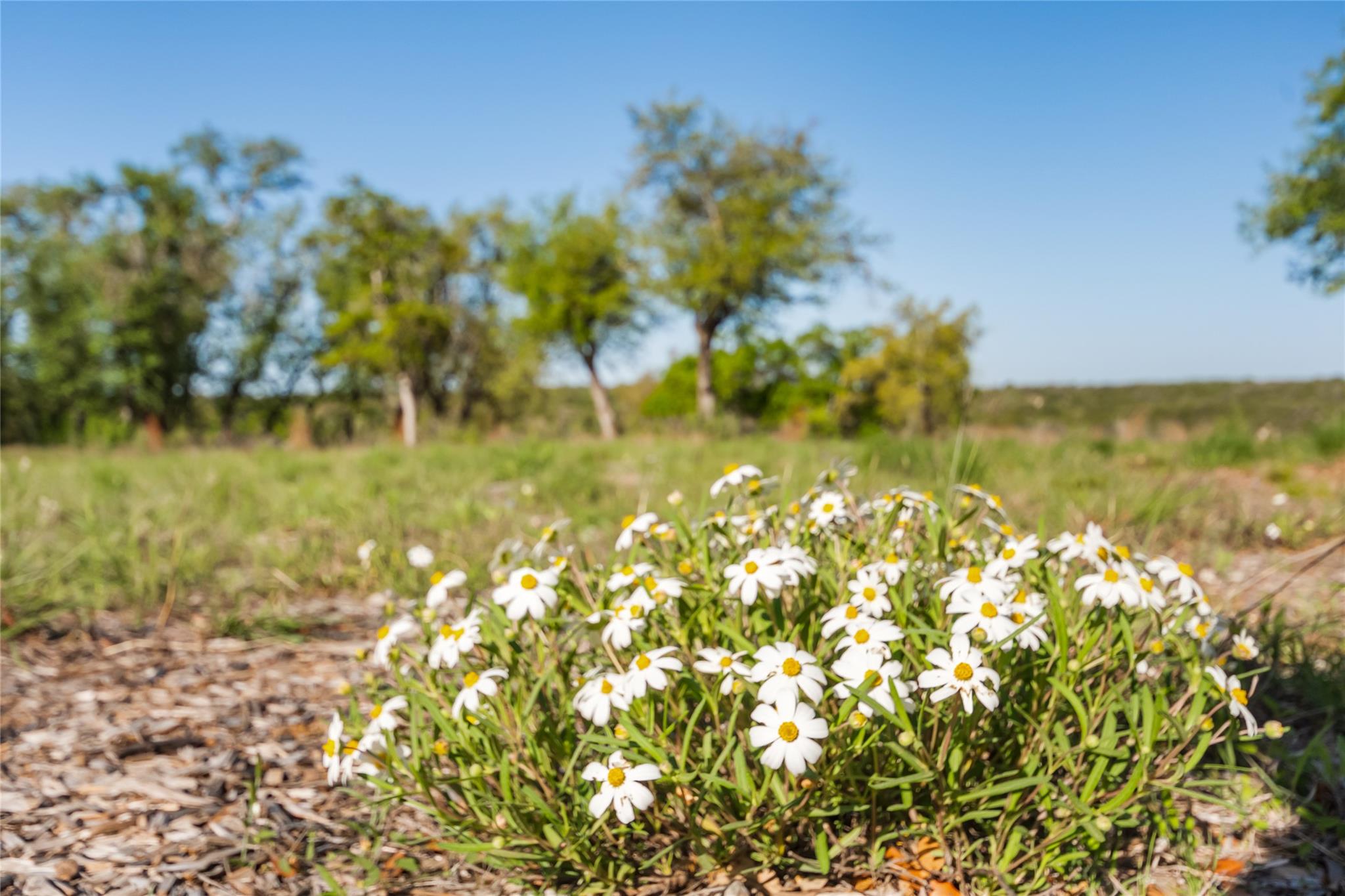21411 Hamilton Pool Rd, Dripping Springs, TX 78620